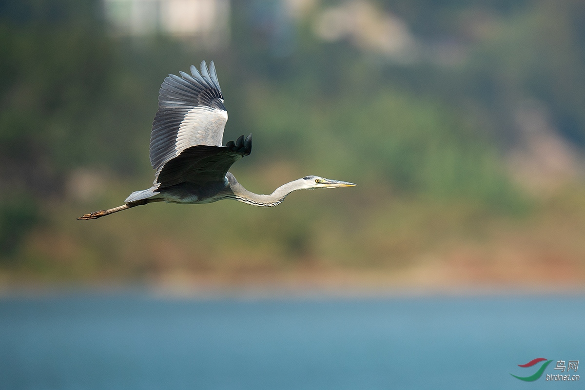 DSC_p8956.jpg