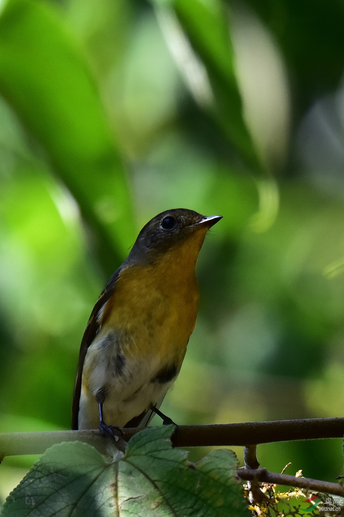 DSC_1050.JPG