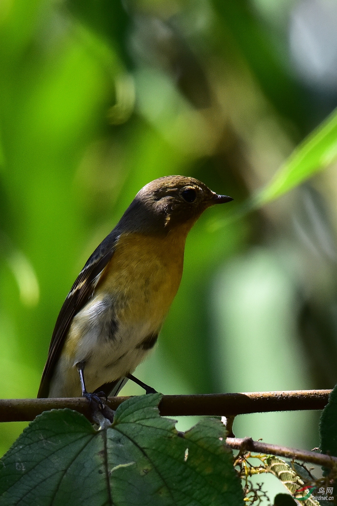 DSC_1053.JPG