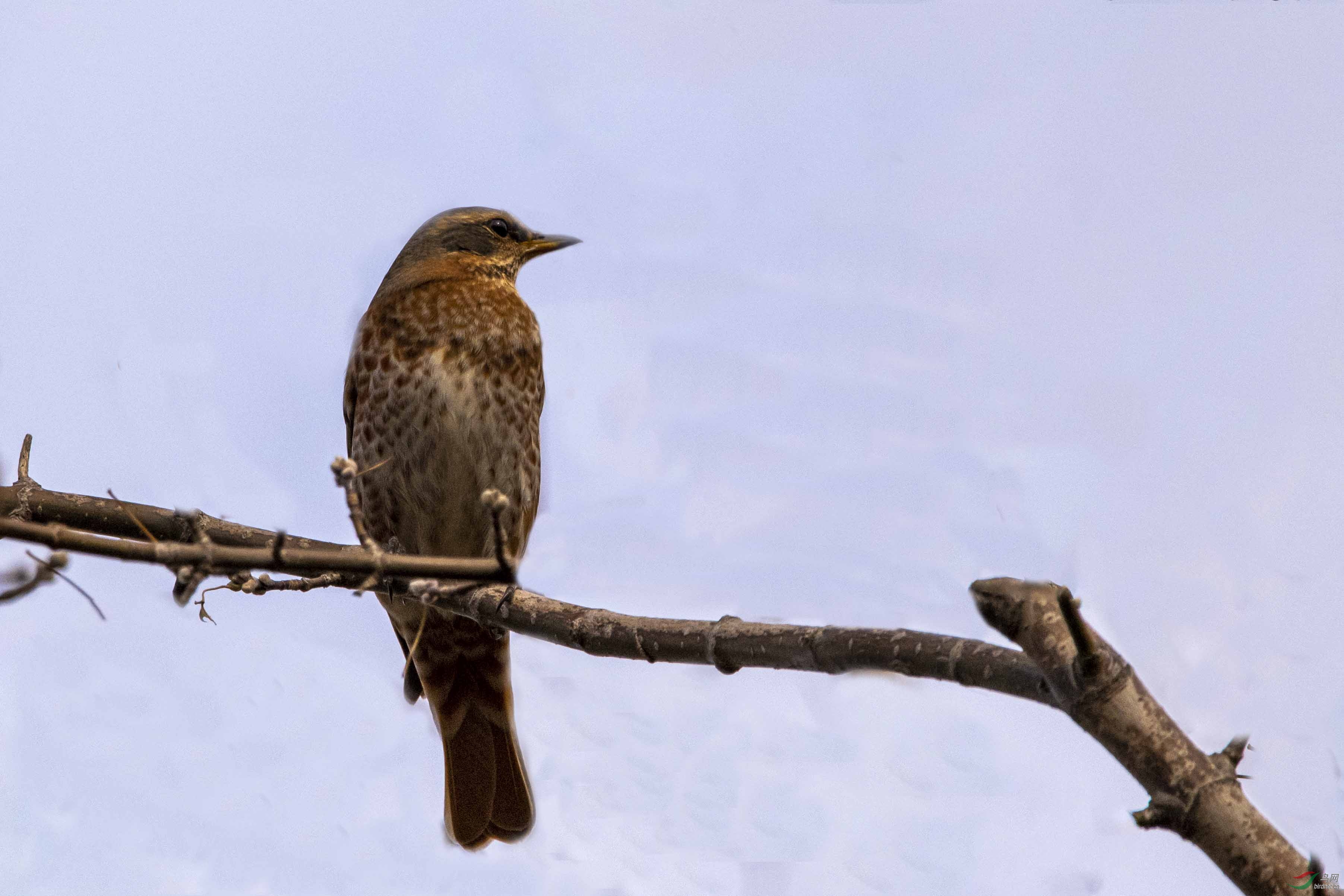 红尾鸫回头远望