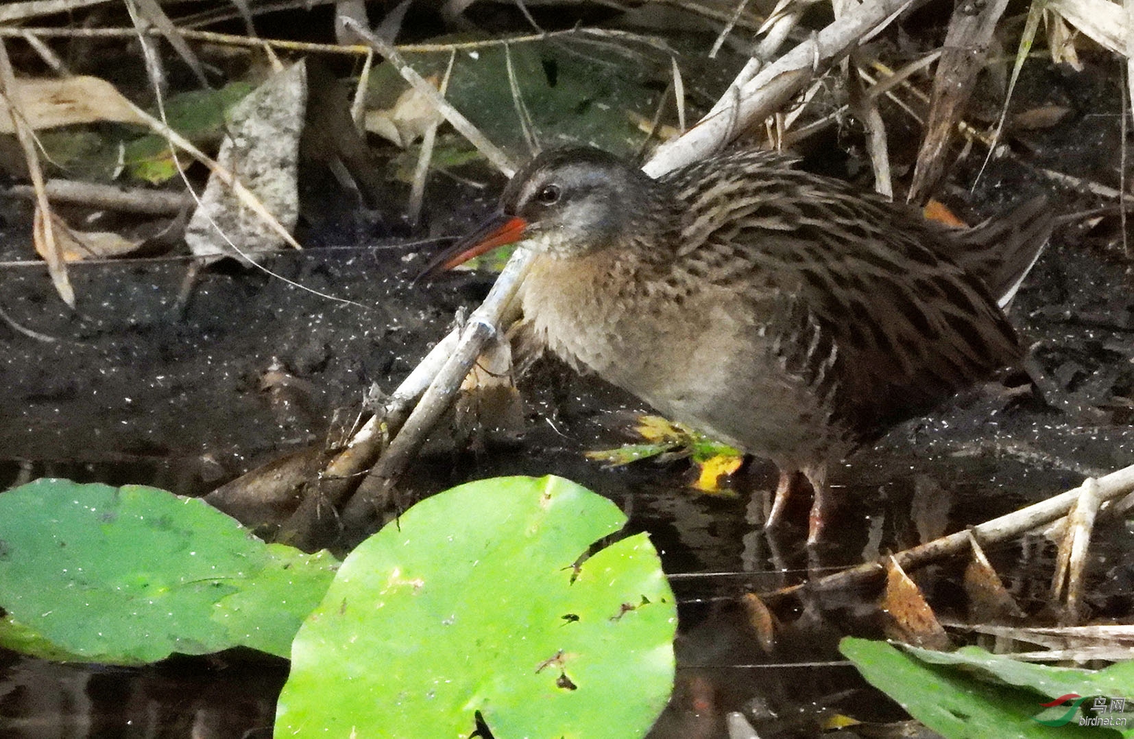 DSCN2855 ����2.jpg