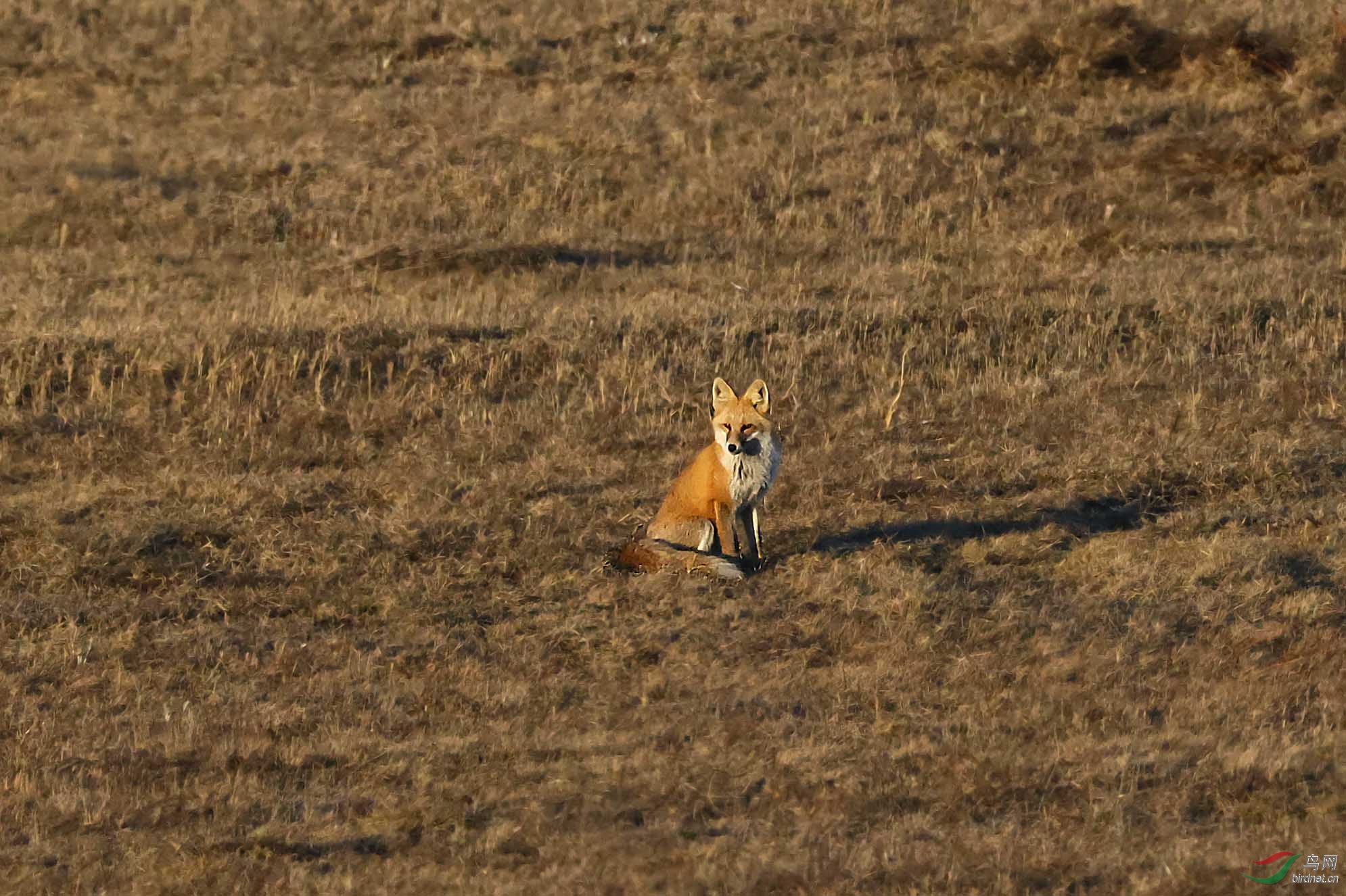 草原狐狸见真身组片