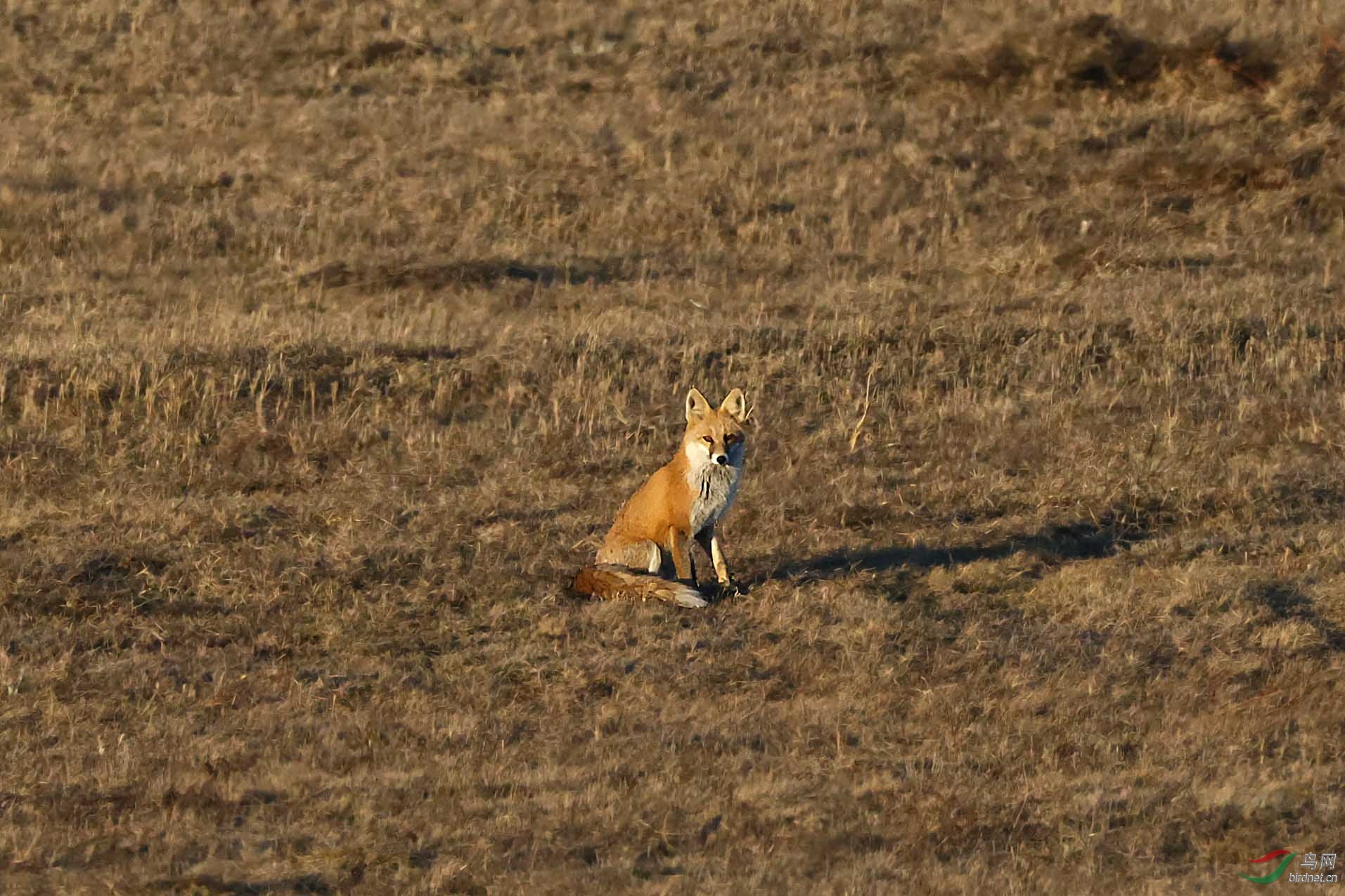 草原狐狸见真身组片