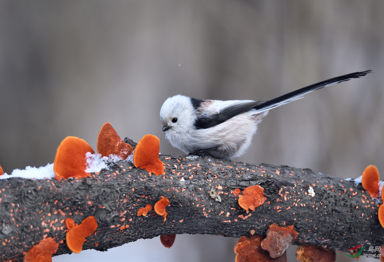 _DSC1381_00001-P-3.jpg