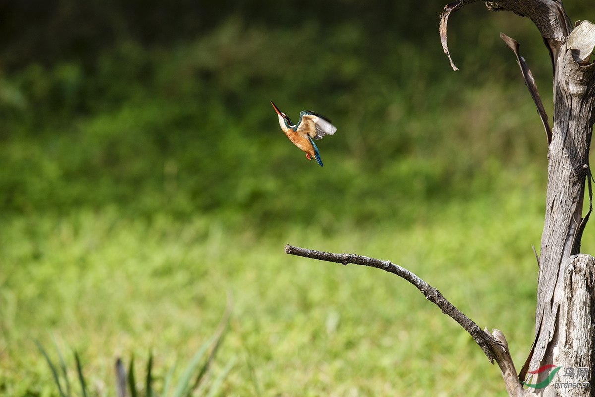 DSC_p0287.jpg