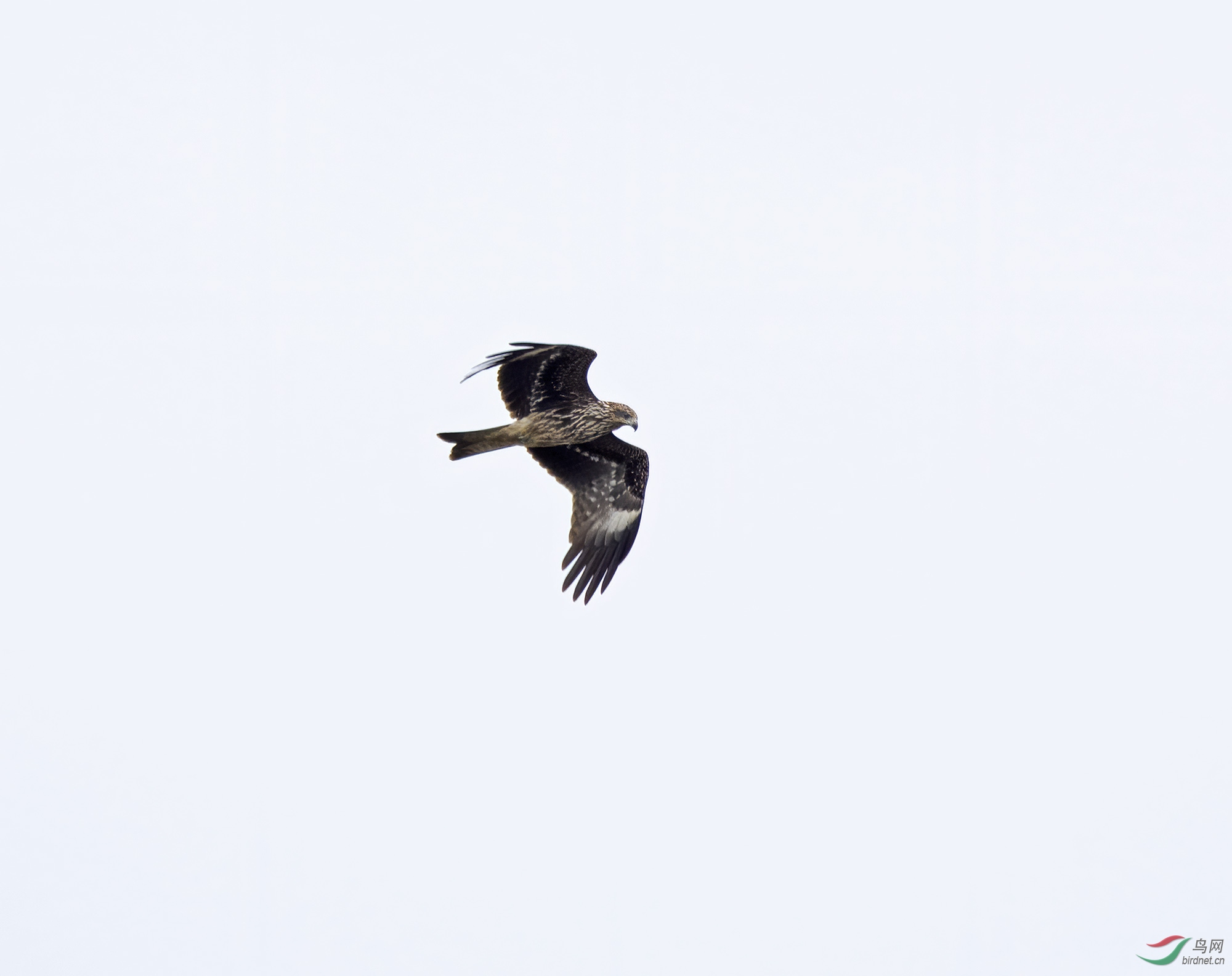 DSC_6177.jpg
