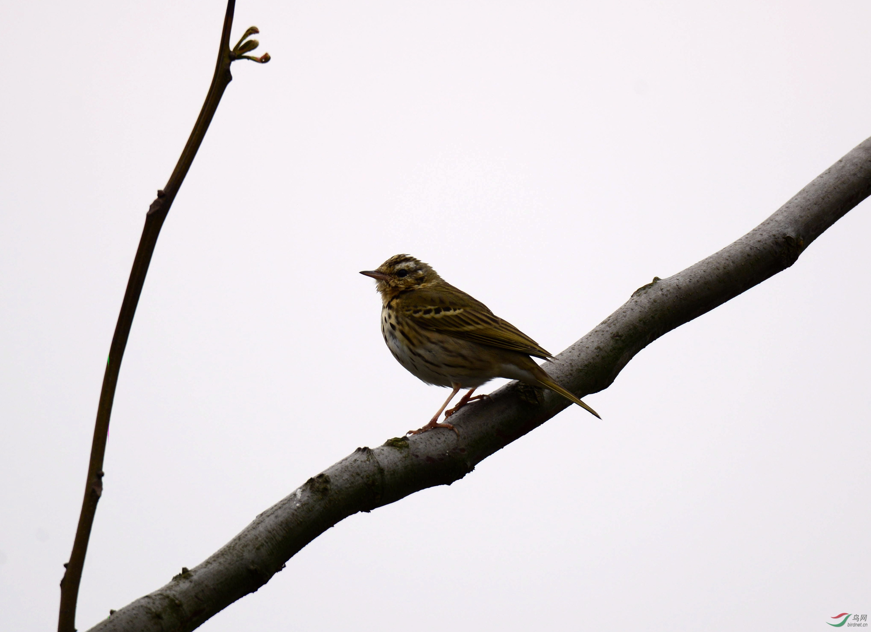 DSC_9675_����.jpg