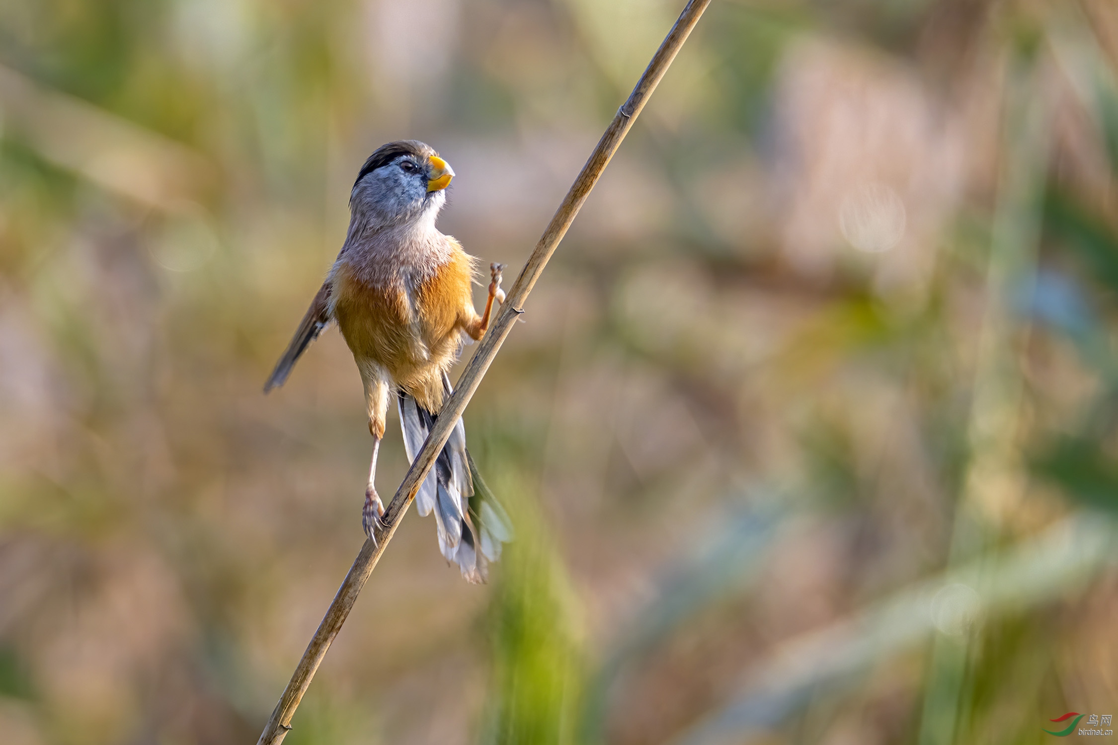 DSC_5451-1.jpg