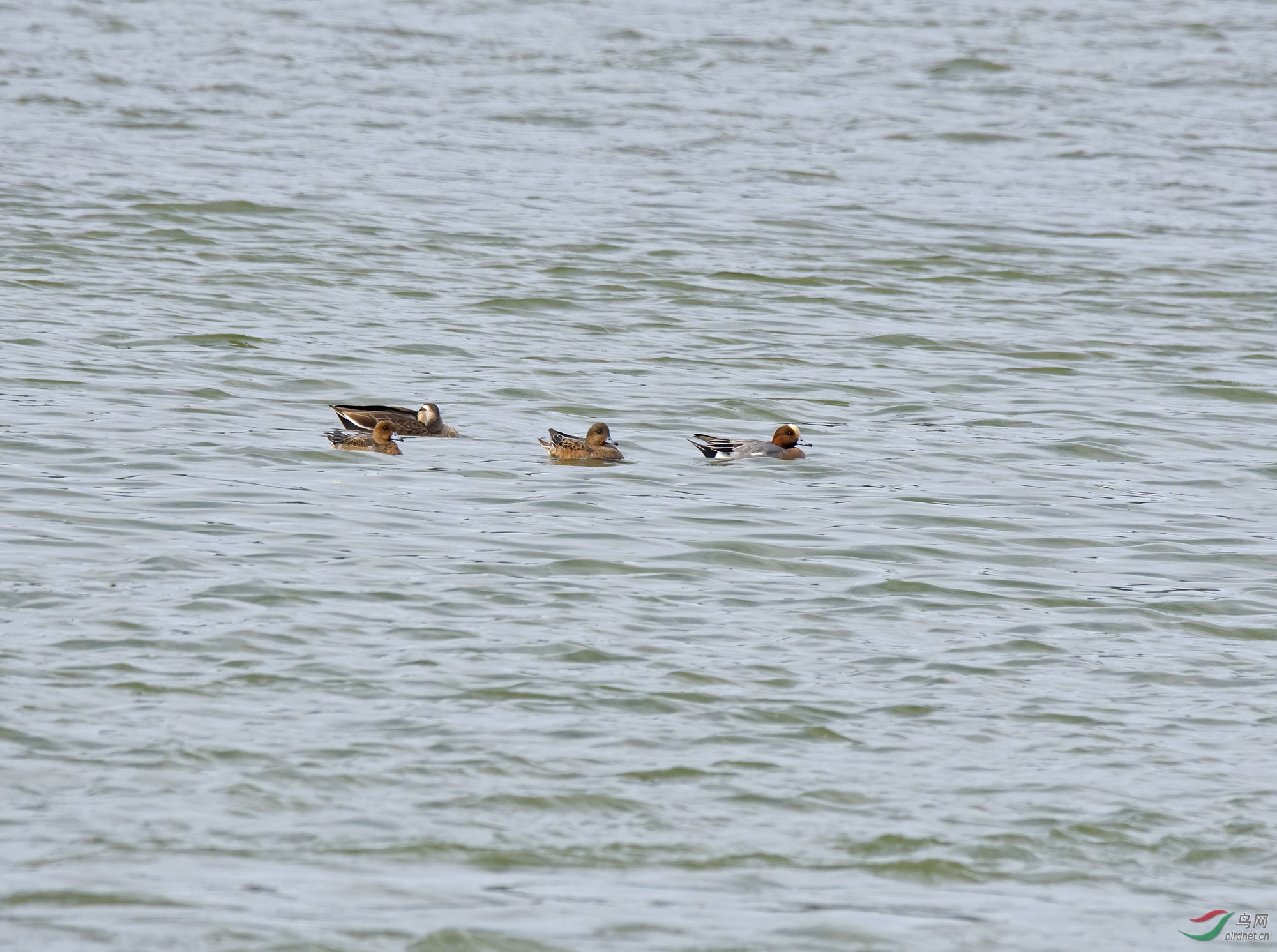 DSC_6184.jpg