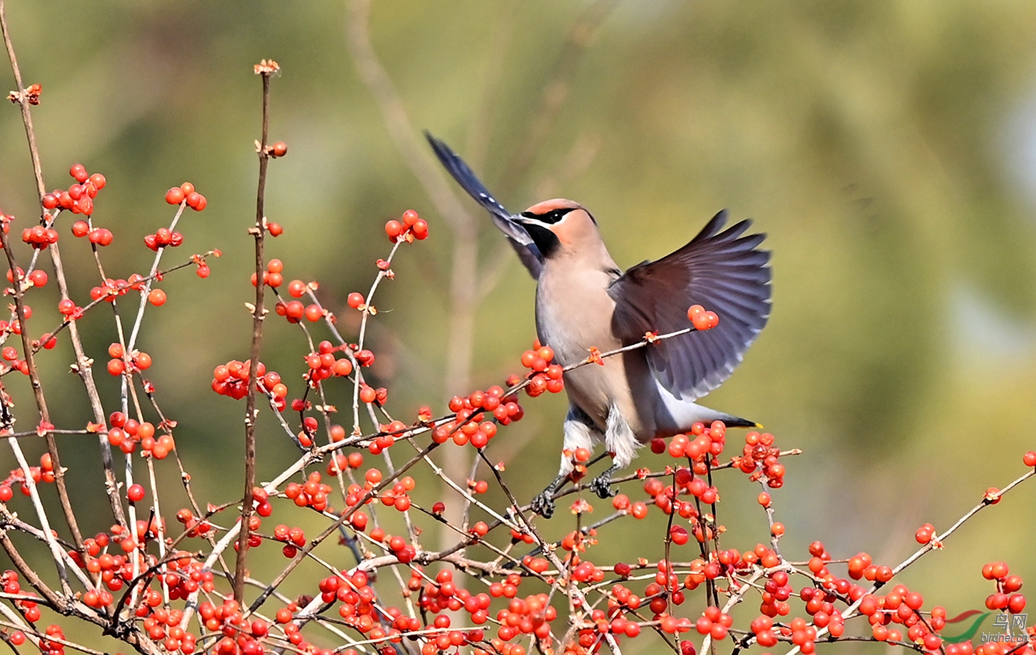 �̶����ϵ�̫ƽ��6335A M.jpg