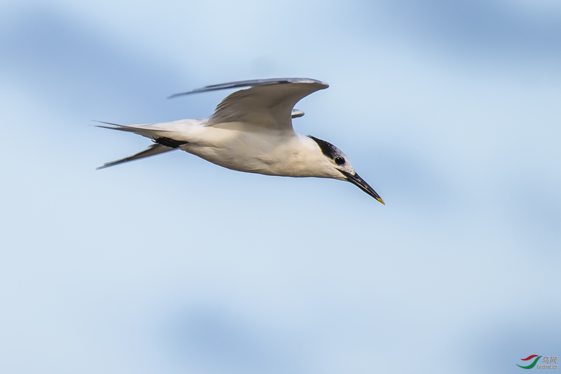 WOLF��ԭ�� ��ʦ����������.jpg