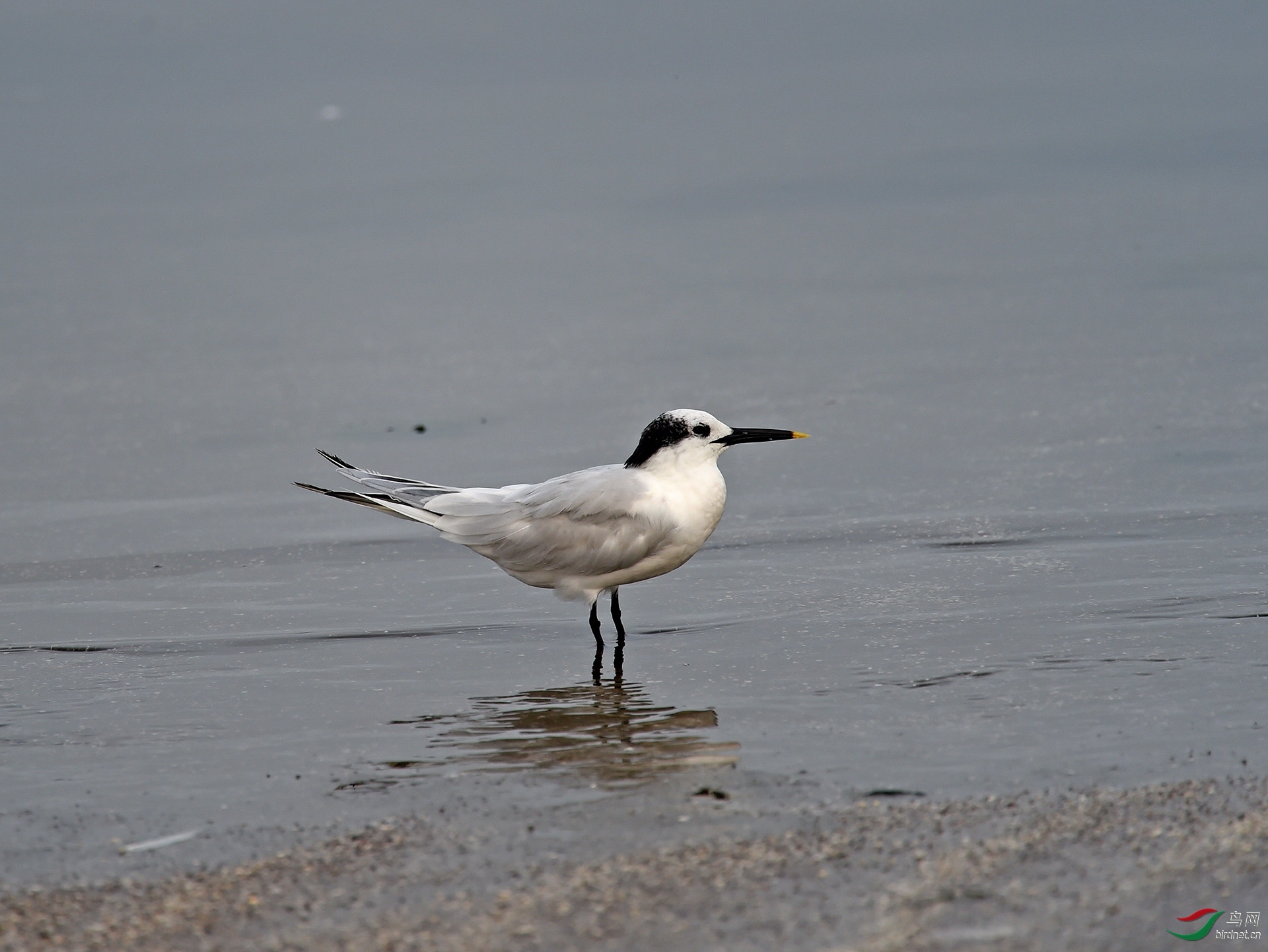 ����ϸ�� ��ʦ�����ڹ㶫ʡտ����.jpg