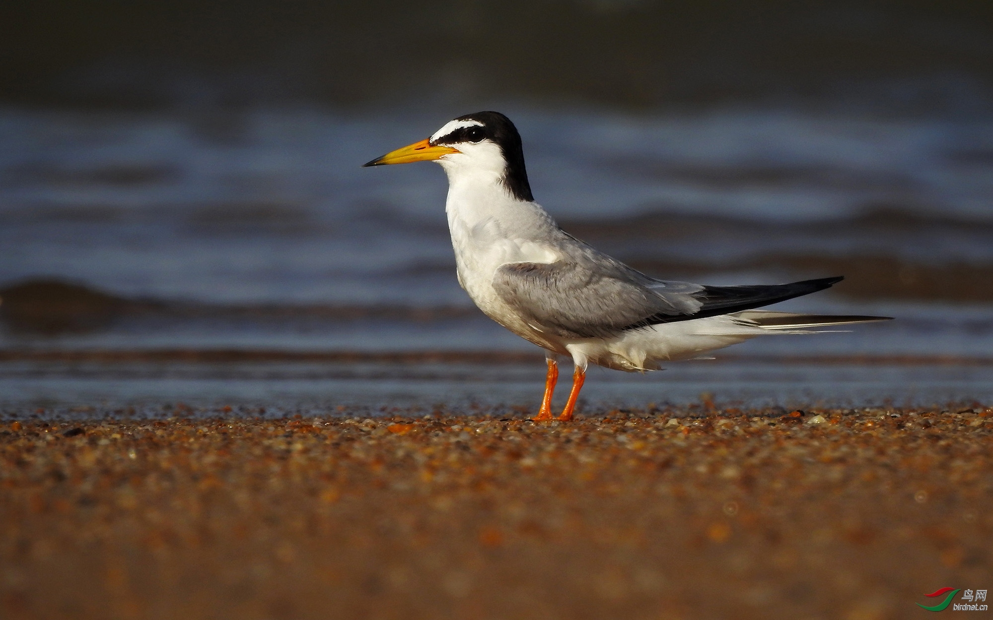 caiting  ��ʦ�����ں���ʡ������.jpg