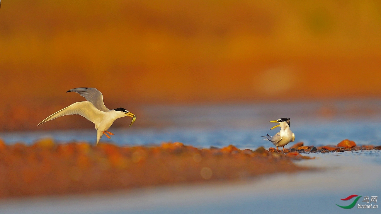 С�� ��ʦ����.jpg