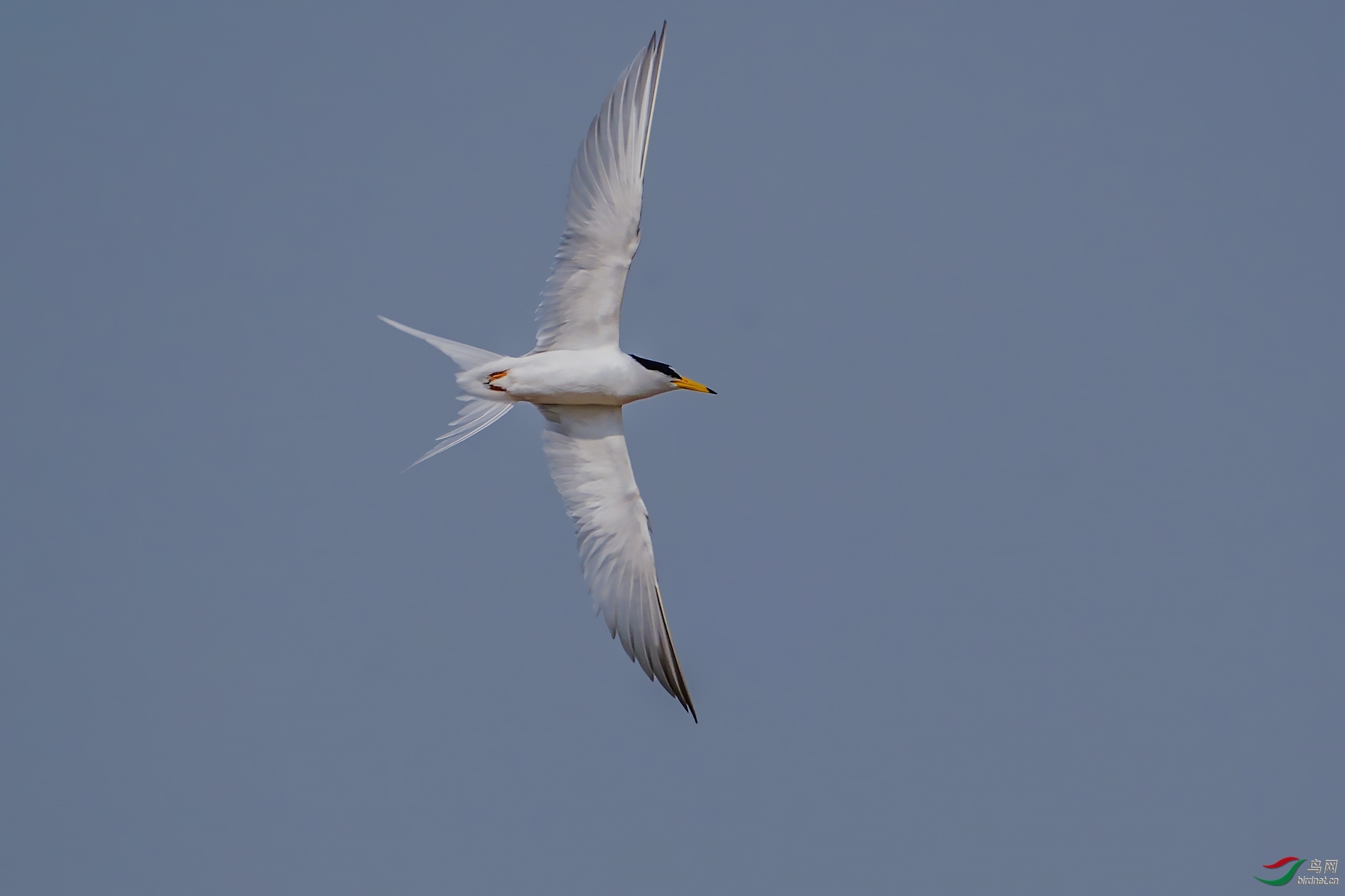白额燕鸥