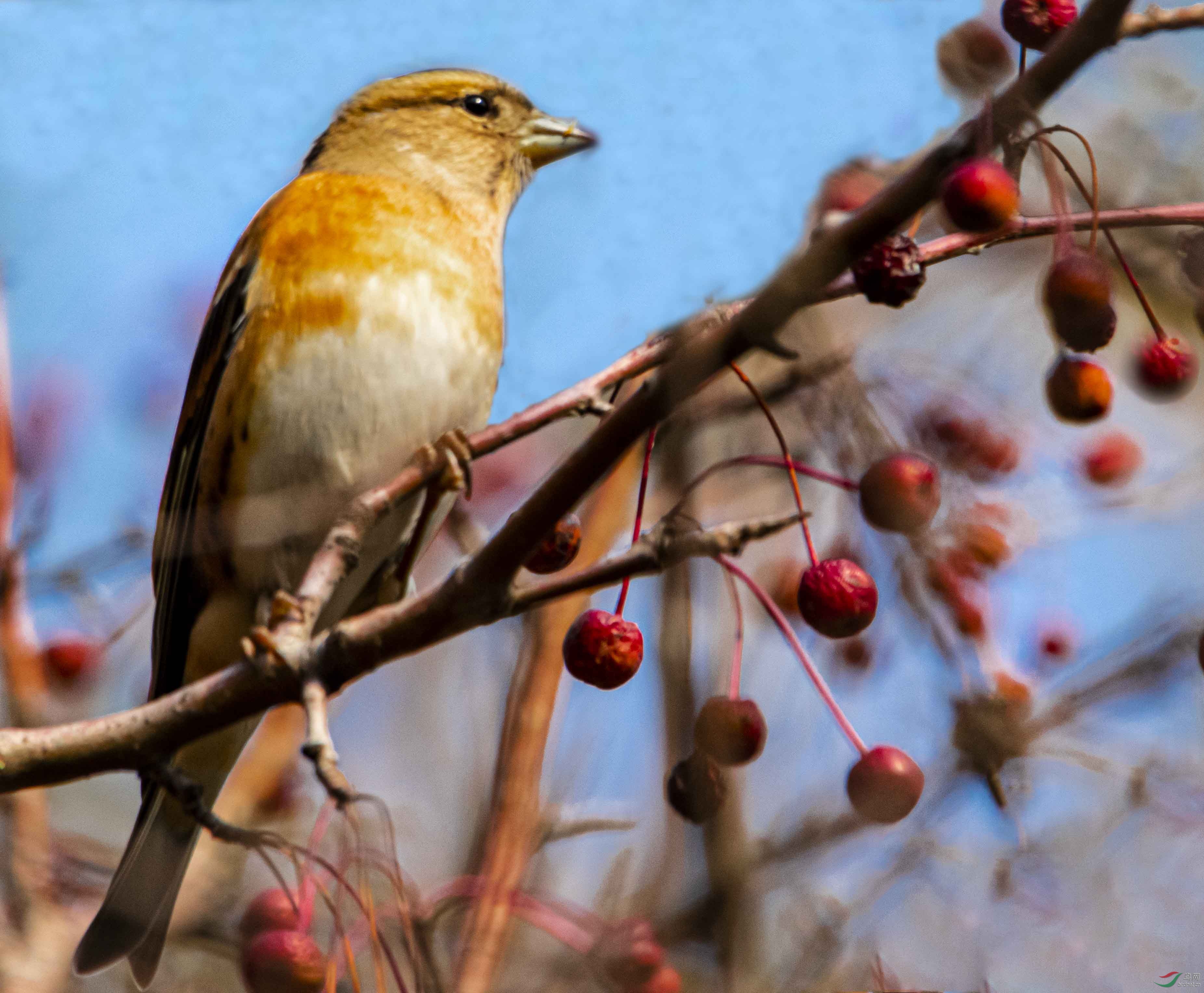 燕雀吃山丁子果