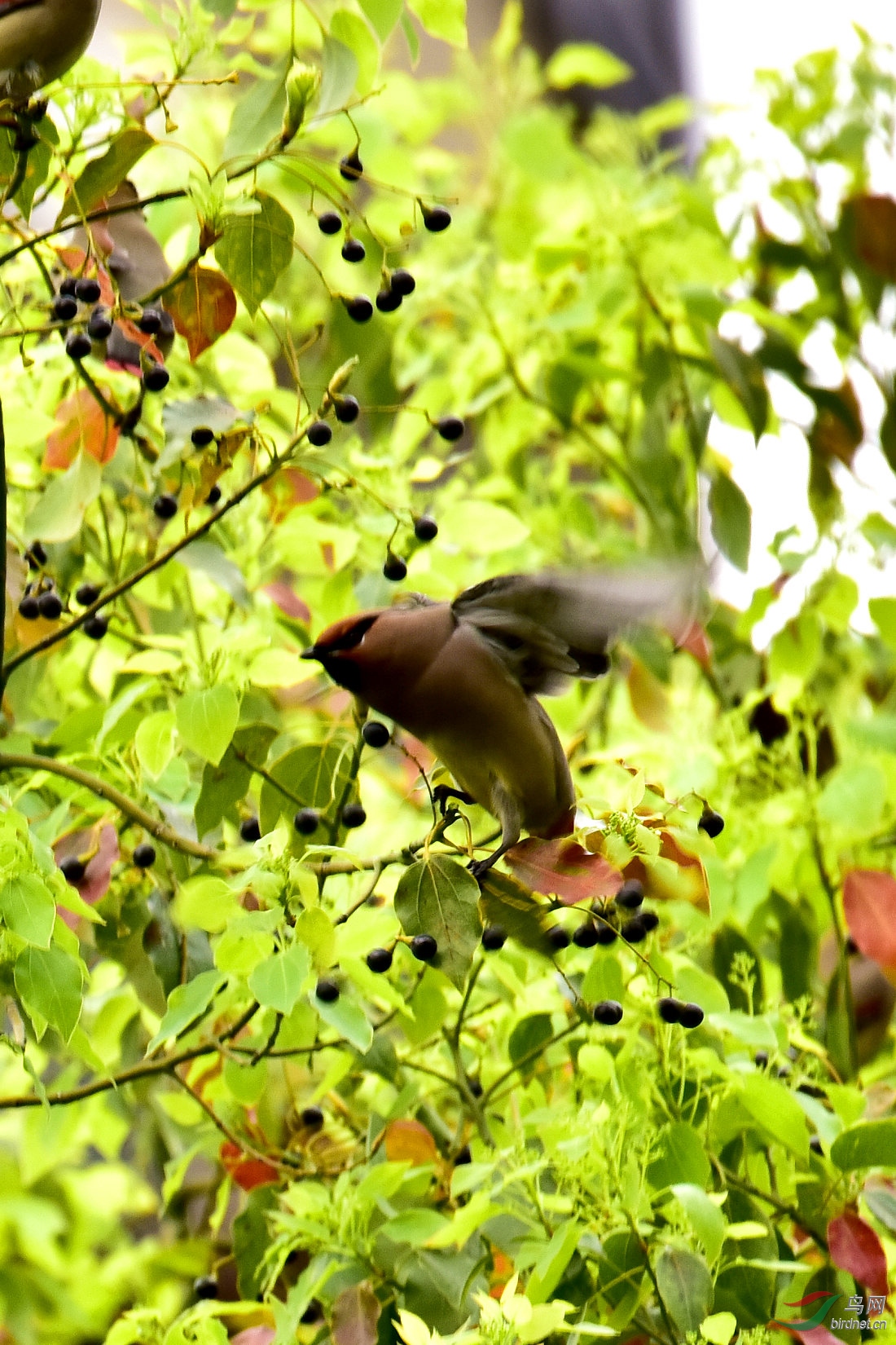 DSC_1231.JPG