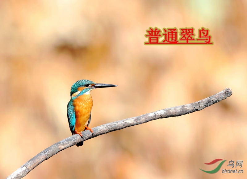 ��ͨ����