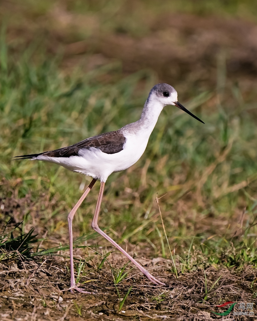 YPM09661.jpg