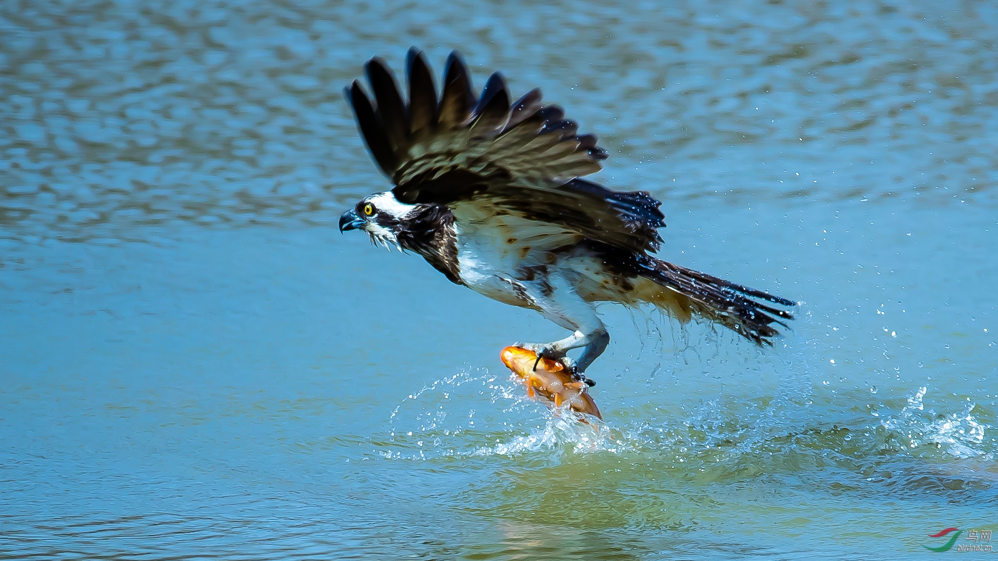 [猛禽] 冲出水面 --- (祝贺老师佳作荣获vip综合精华)