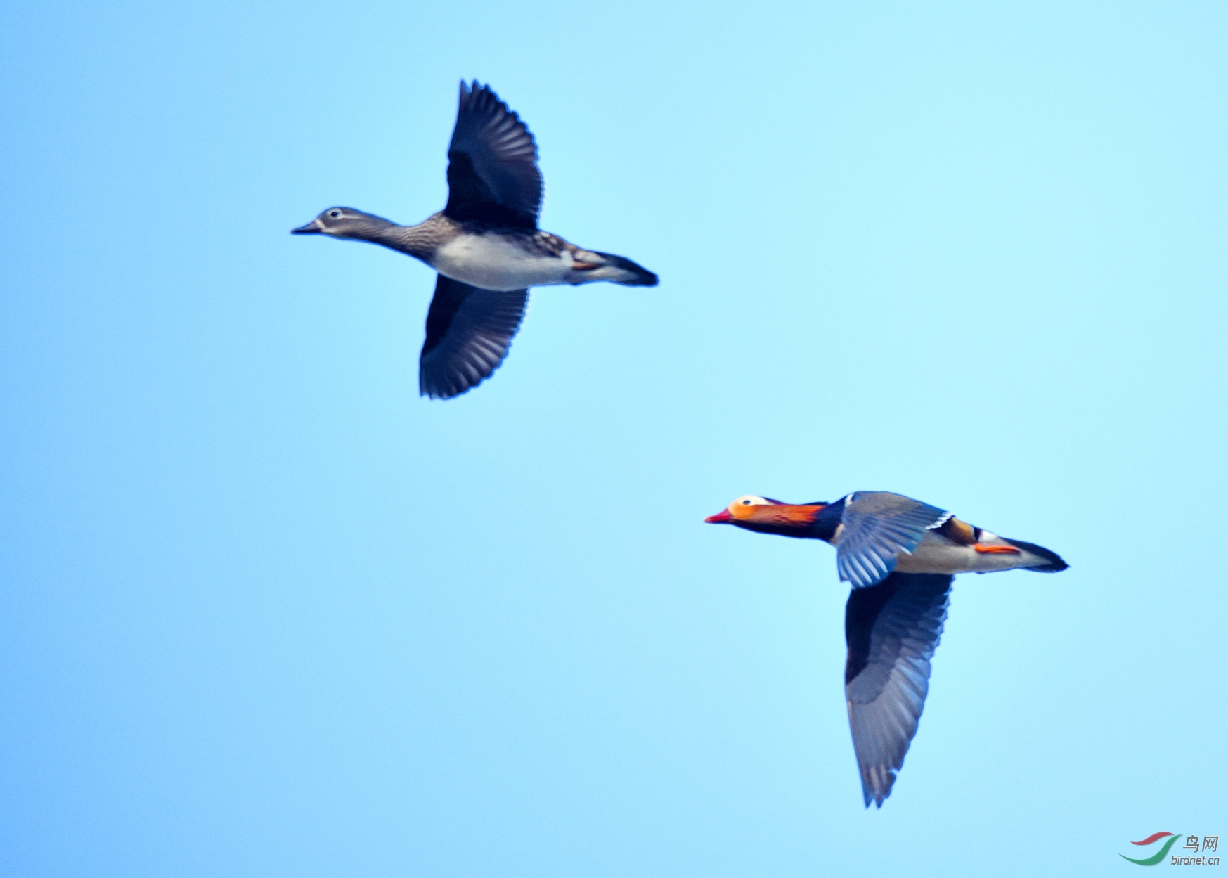 DSC_1117_00001-01-P-2.jpg