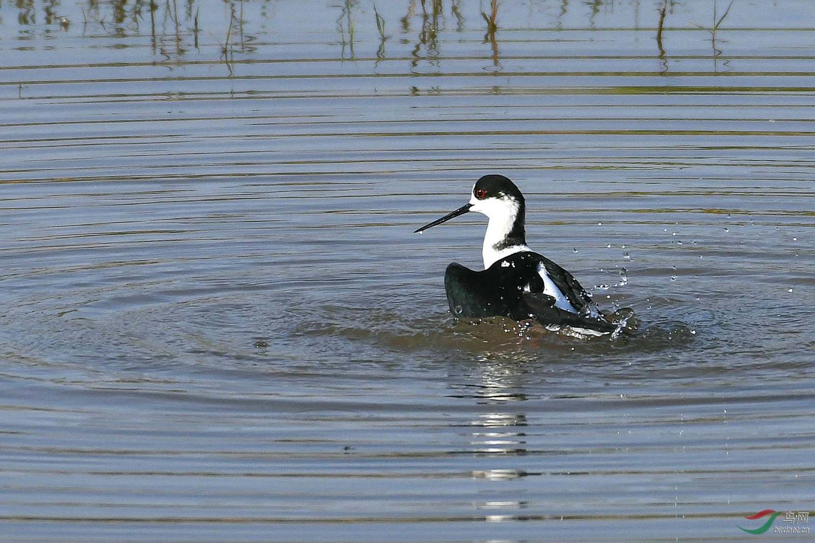 DSC_0913.JPG