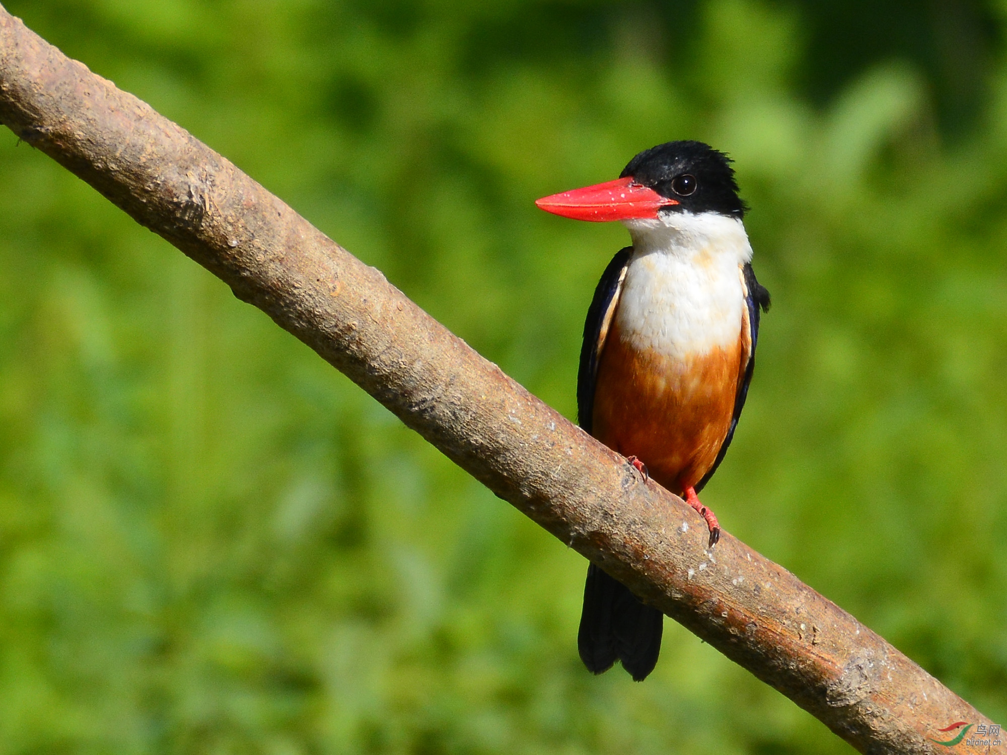 ������Ӱ 438����.jpg