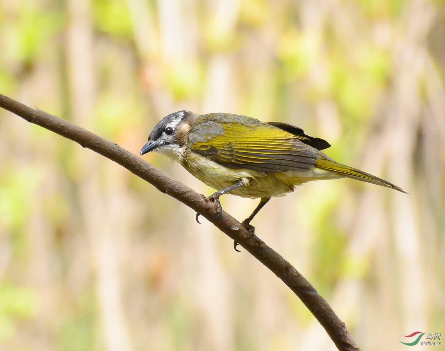 ������Ӱ 682 ����.jpg