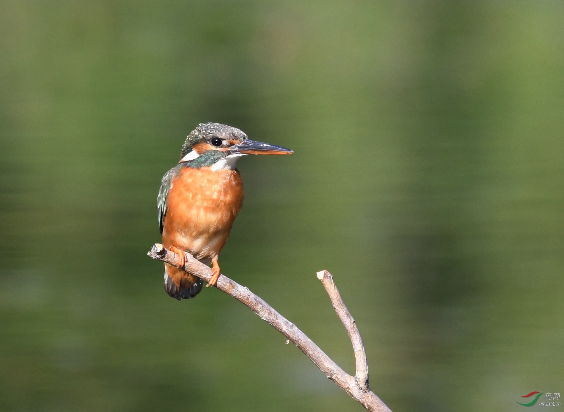 ������Ӱ 6147����.jpg