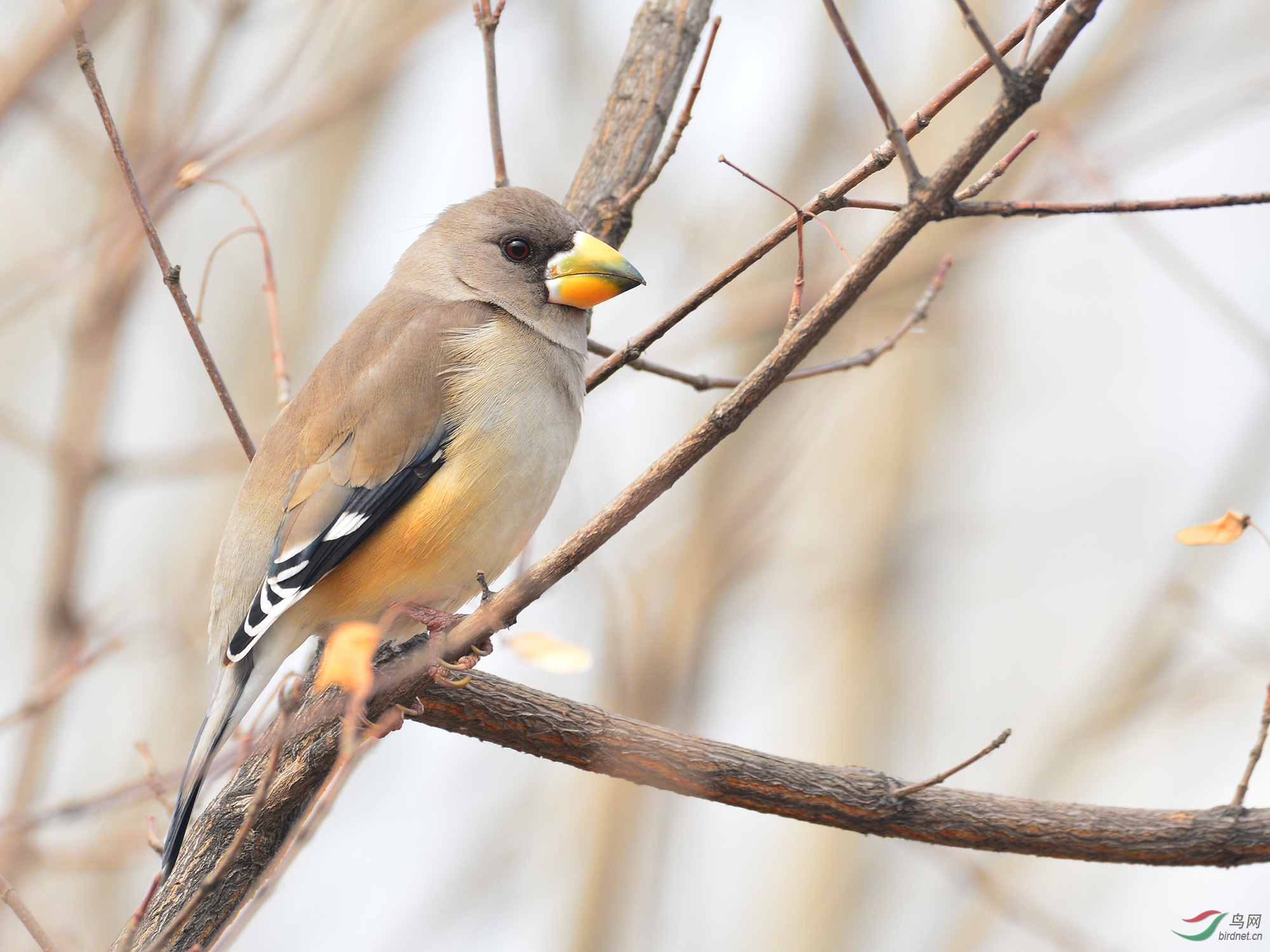 ������Ӱ 106����.jpg