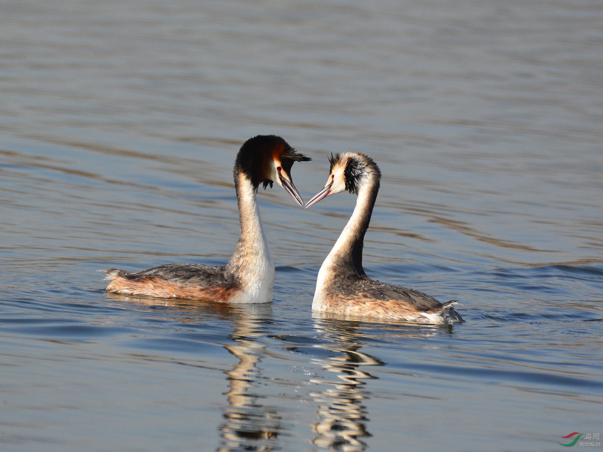 ������Ӱ 497����.jpg