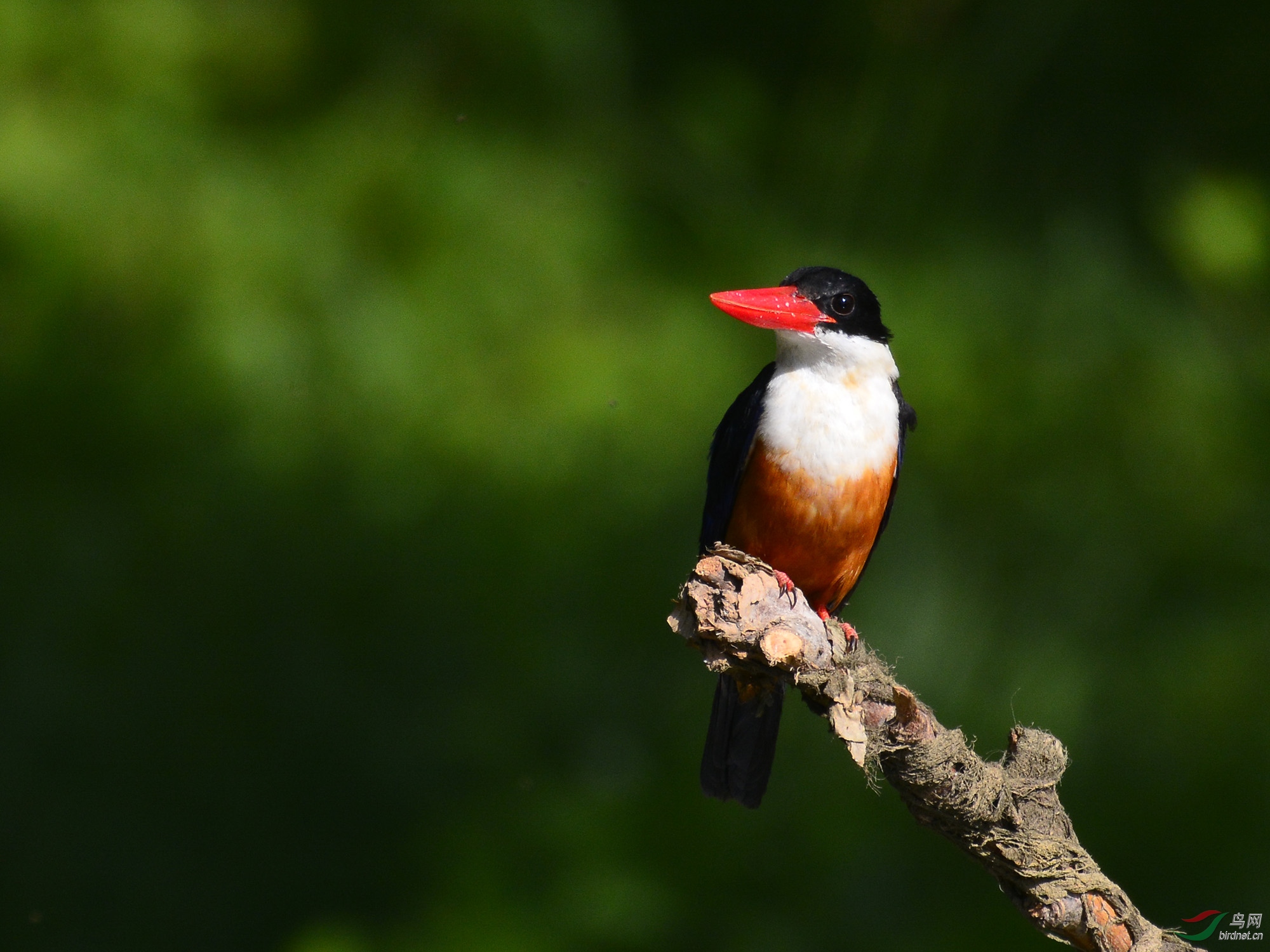 ������Ӱ 456����.jpg