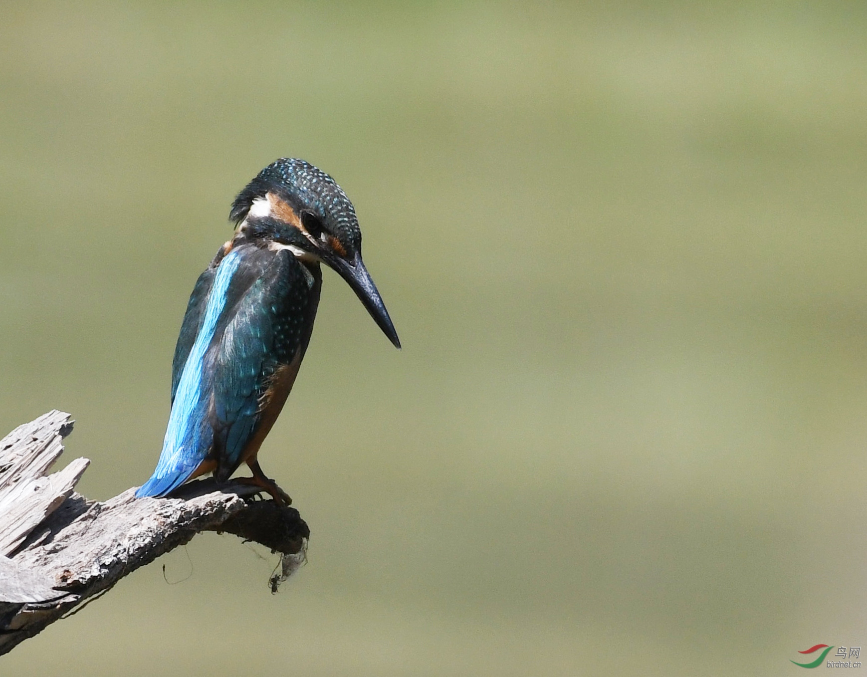 ������Ӱ 685����.jpg