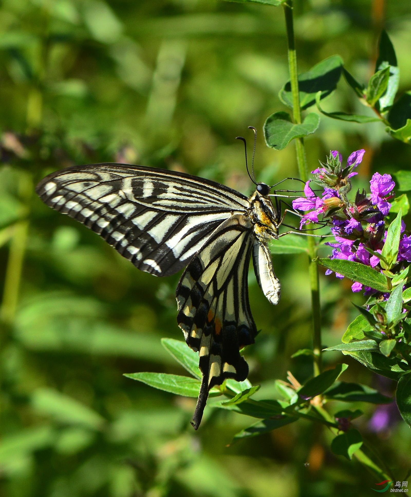 ������Ӱ 1921����.jpg