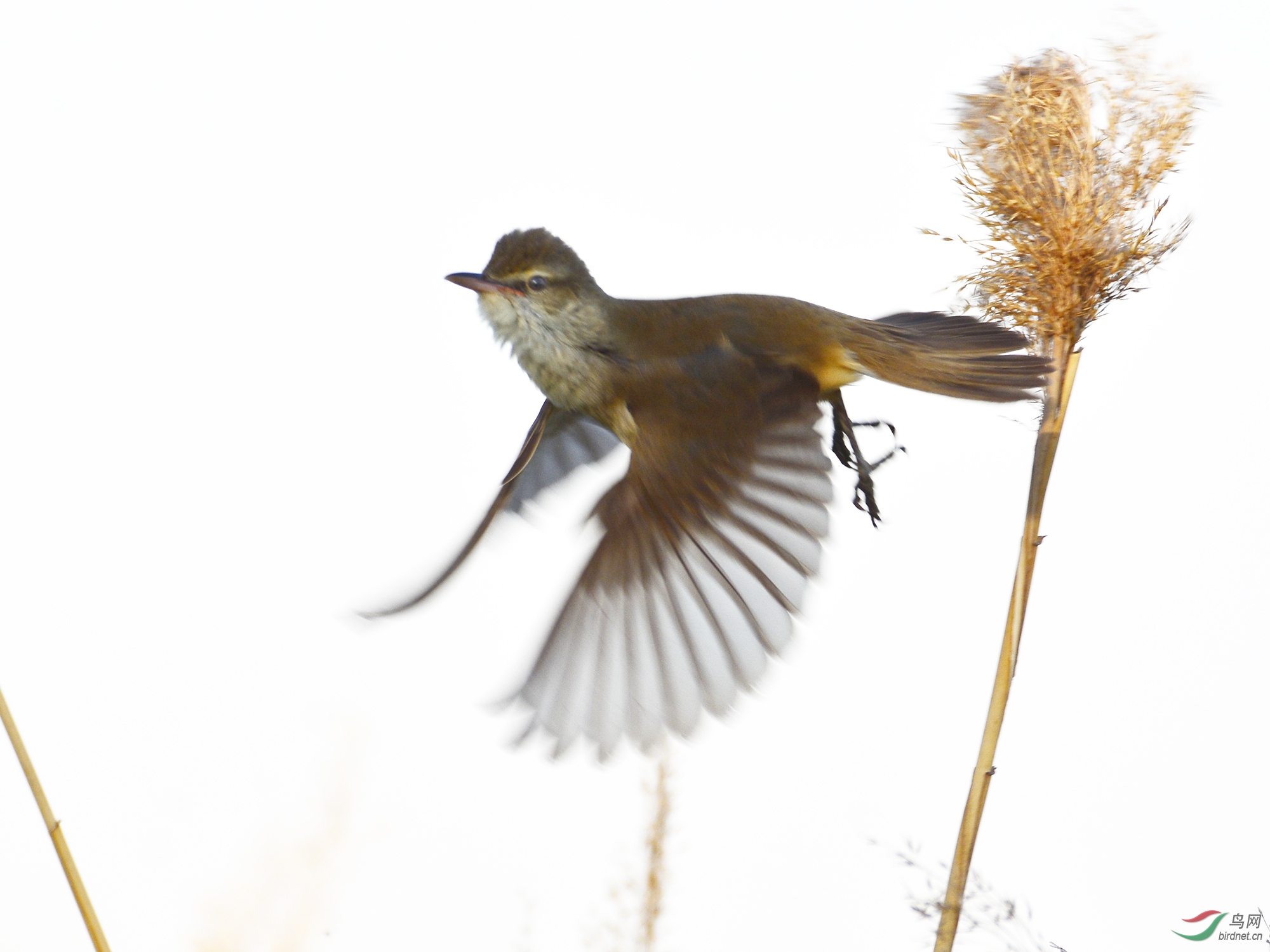 ������Ӱ 2131����.jpg