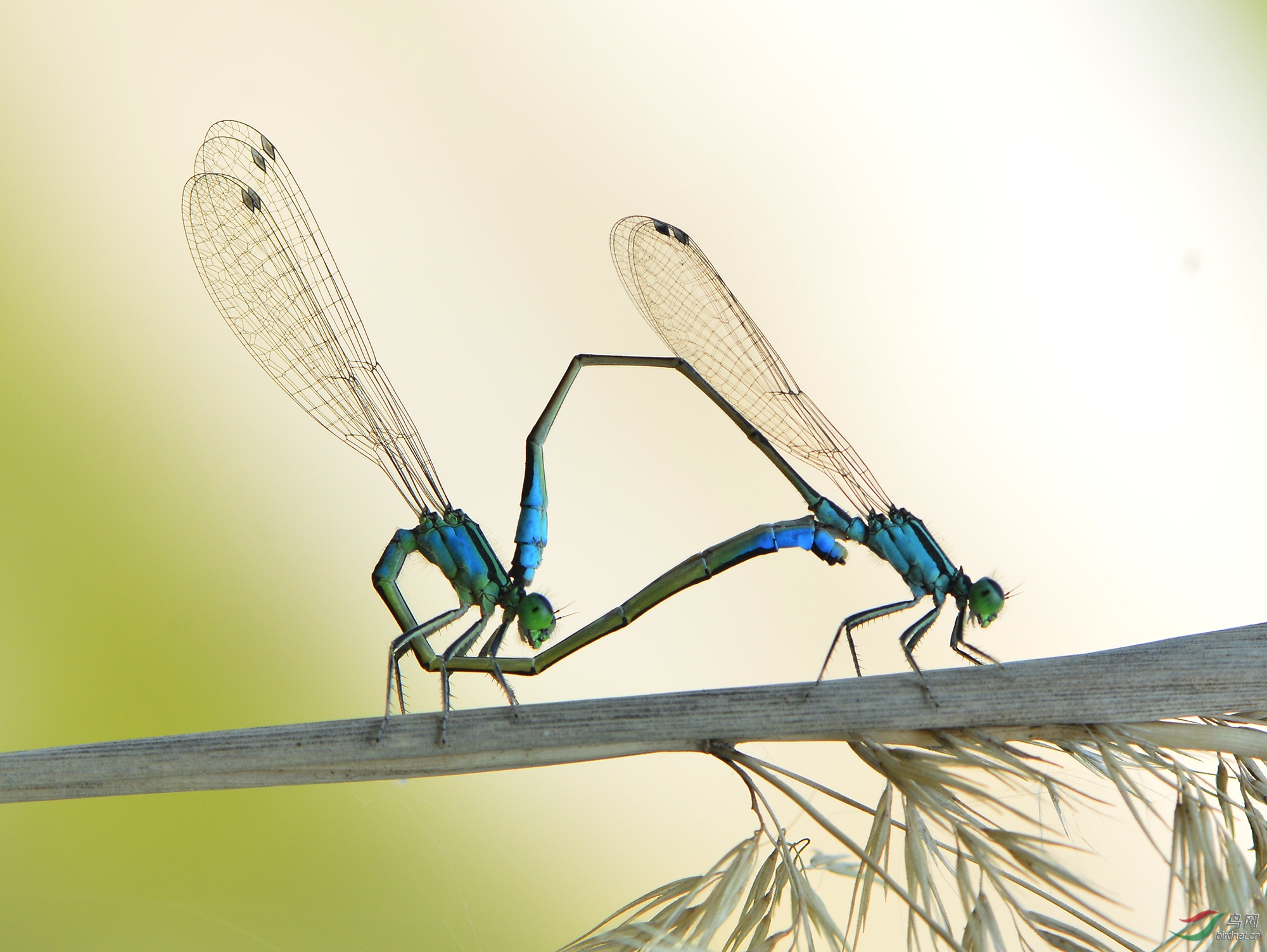 ������Ӱ 2753����.jpg