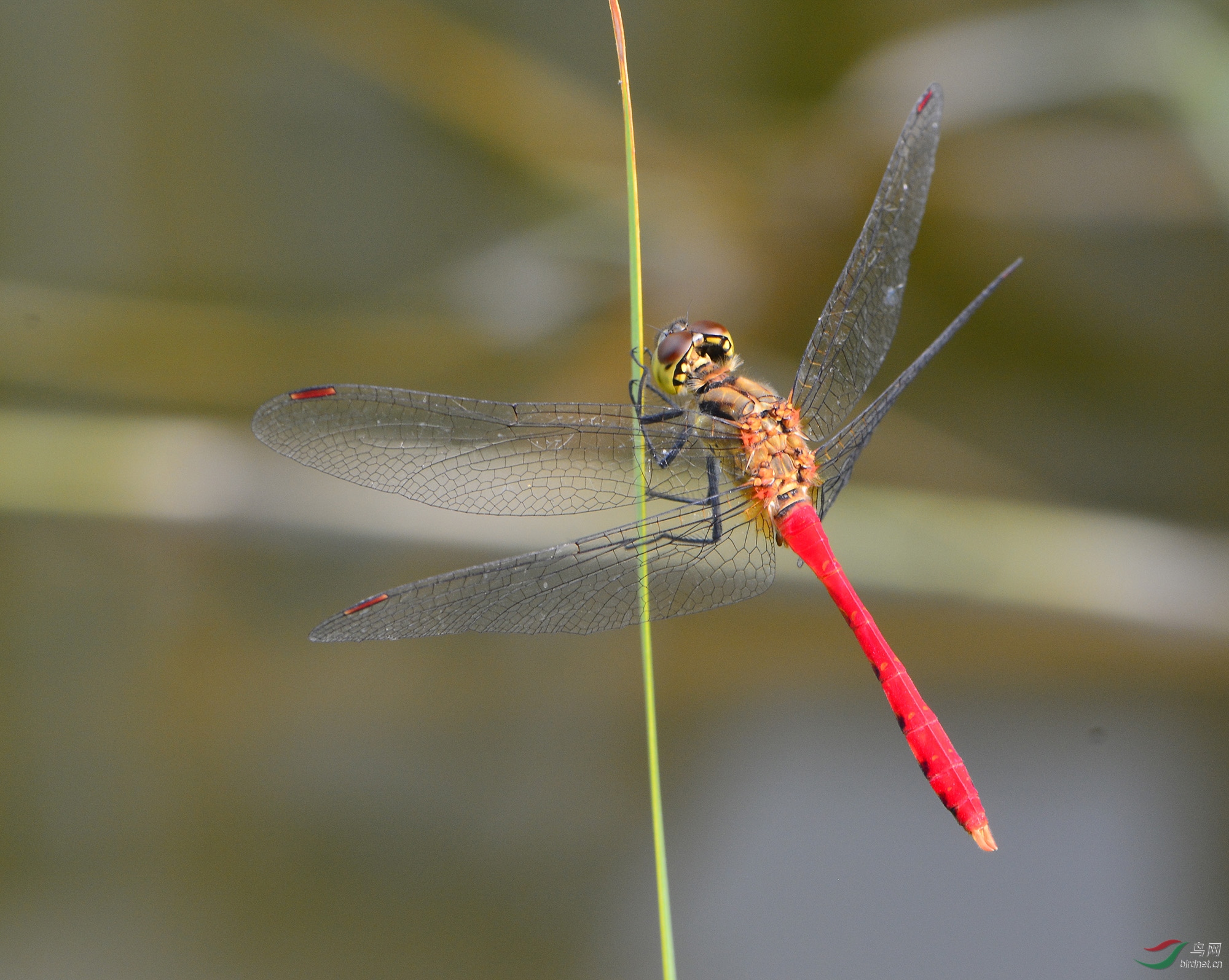 ������Ӱ 2993����.jpg