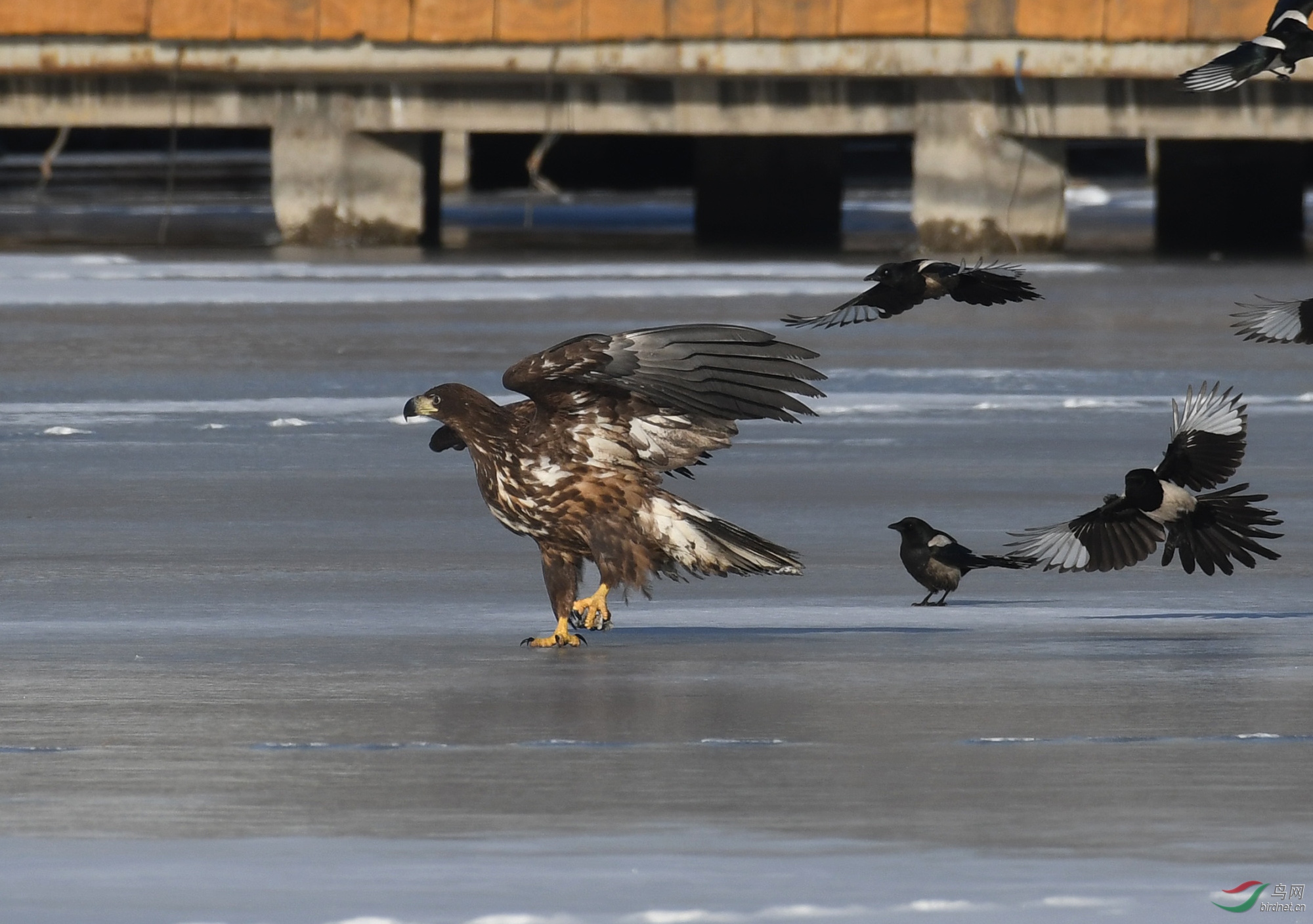 ������Ӱ 195����.jpg