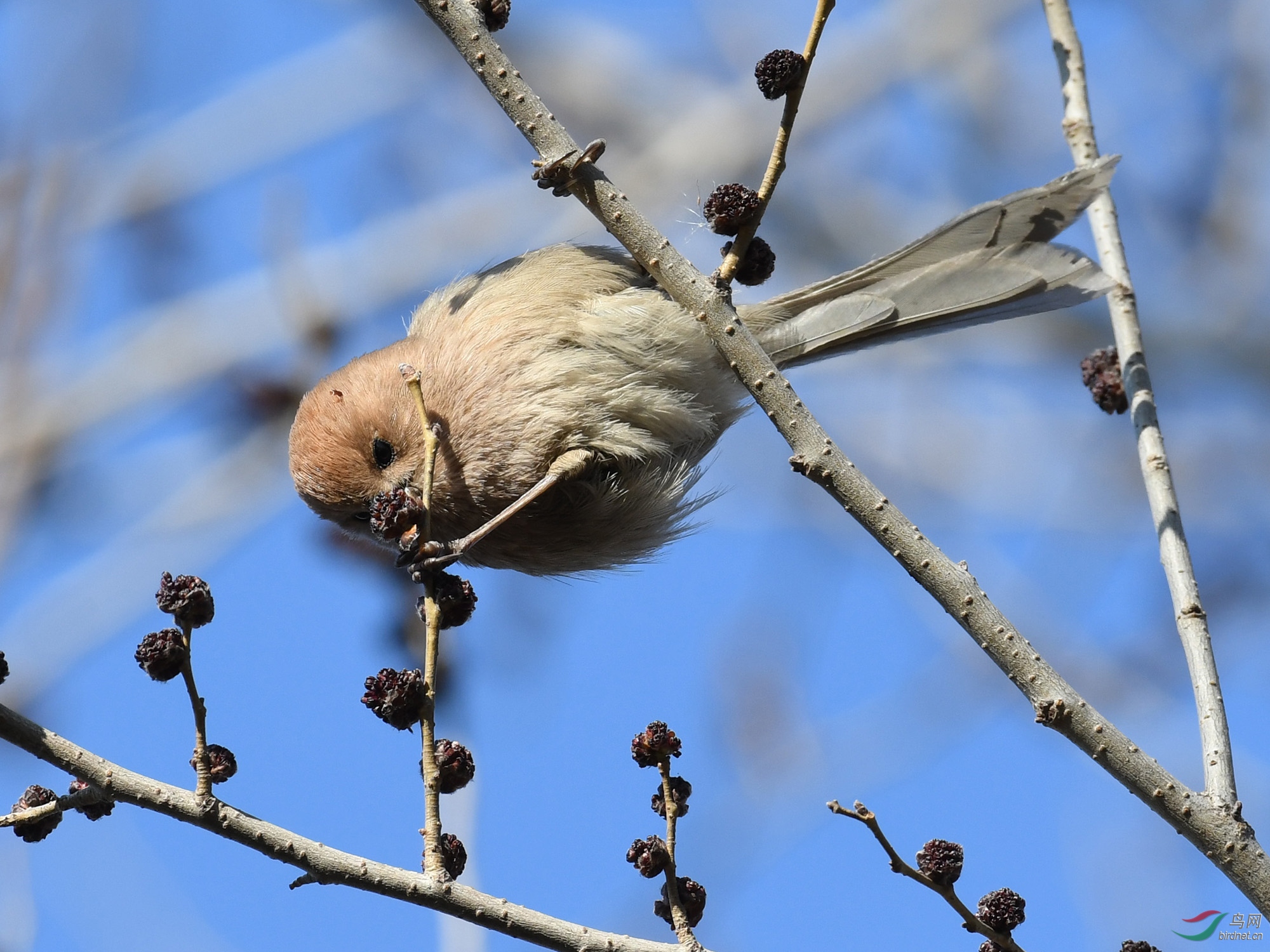 ������Ӱ 163����.jpg