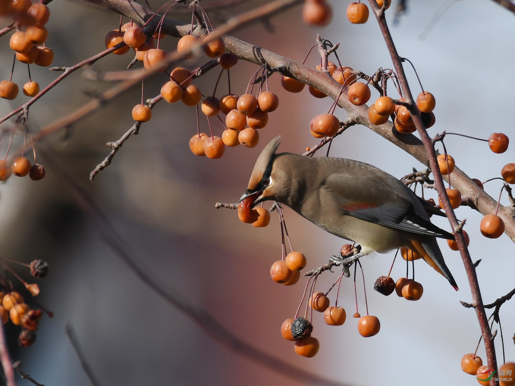 ������Ӱ 580����.jpg