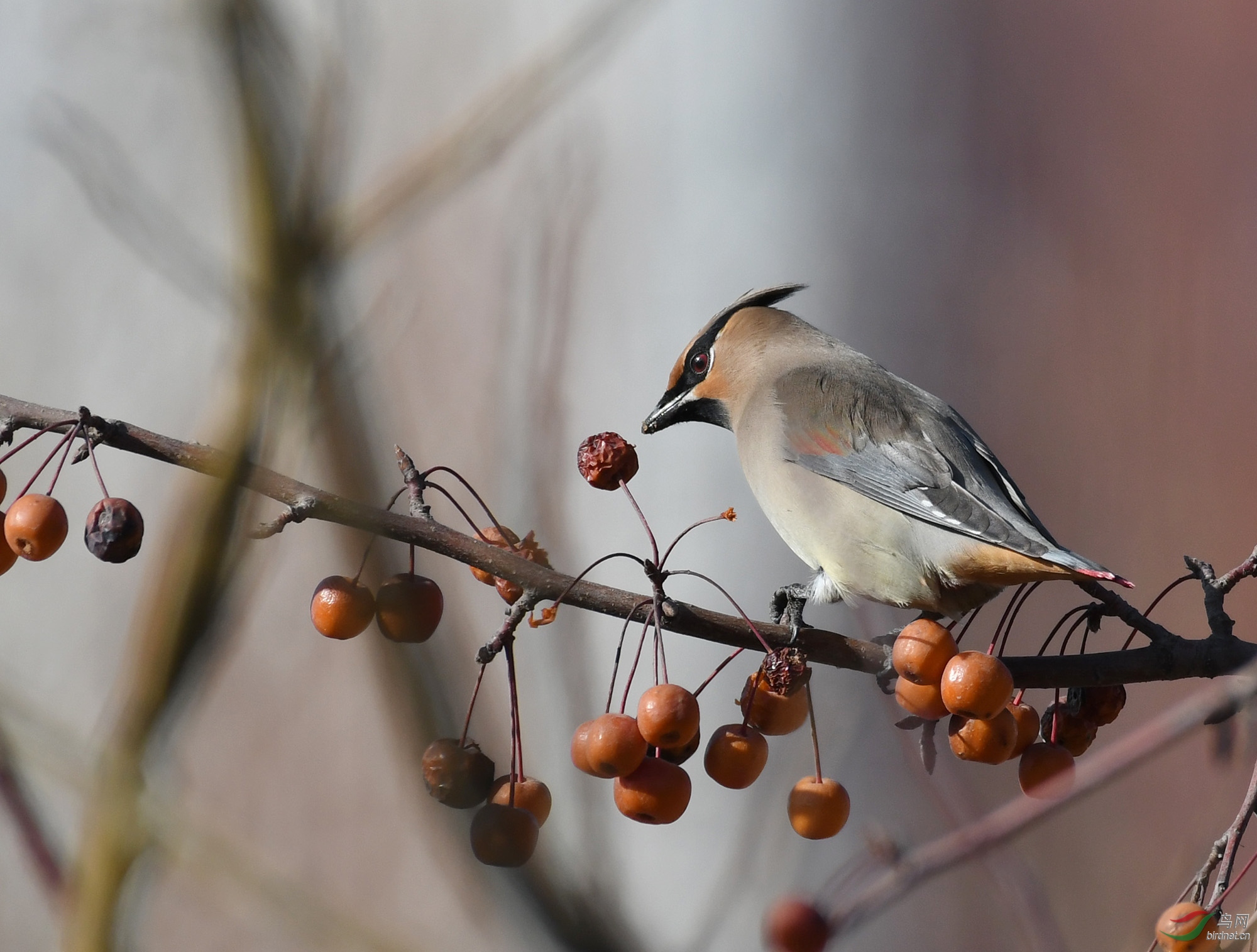 ������Ӱ 688����.jpg