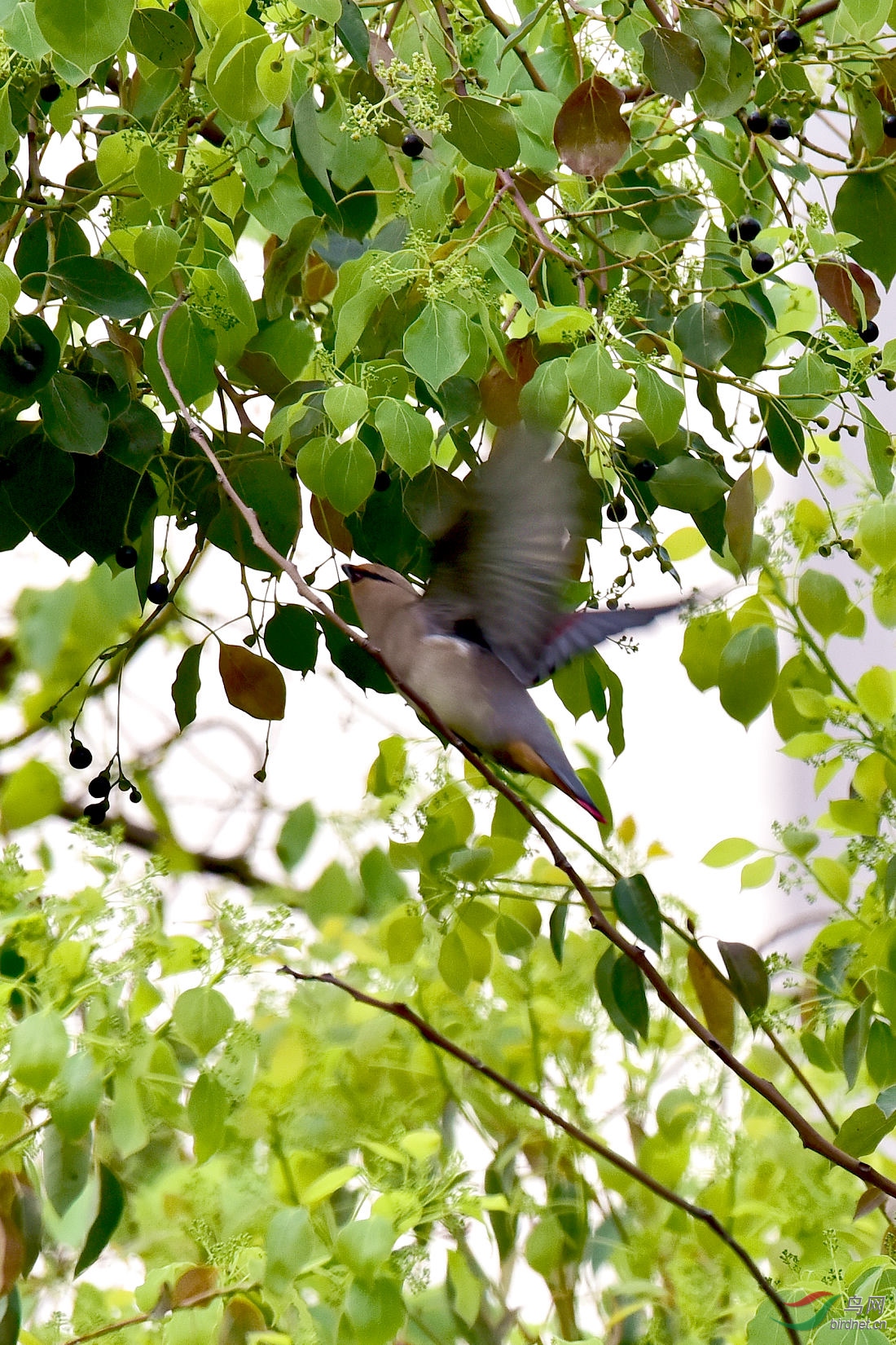 DSC_1242.JPG