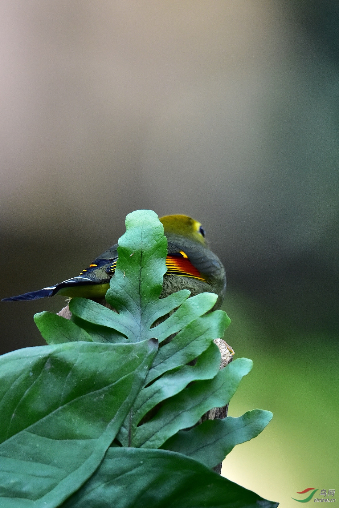 DSC_1245.JPG