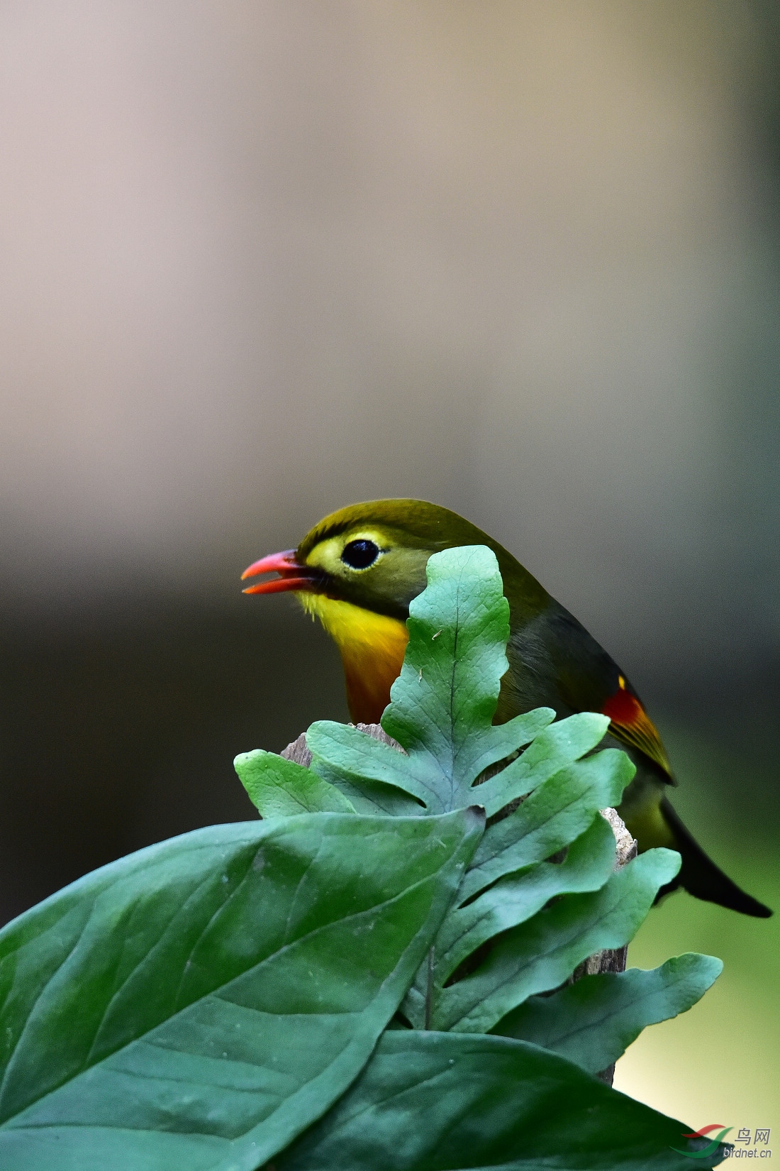 DSC_1247.JPG