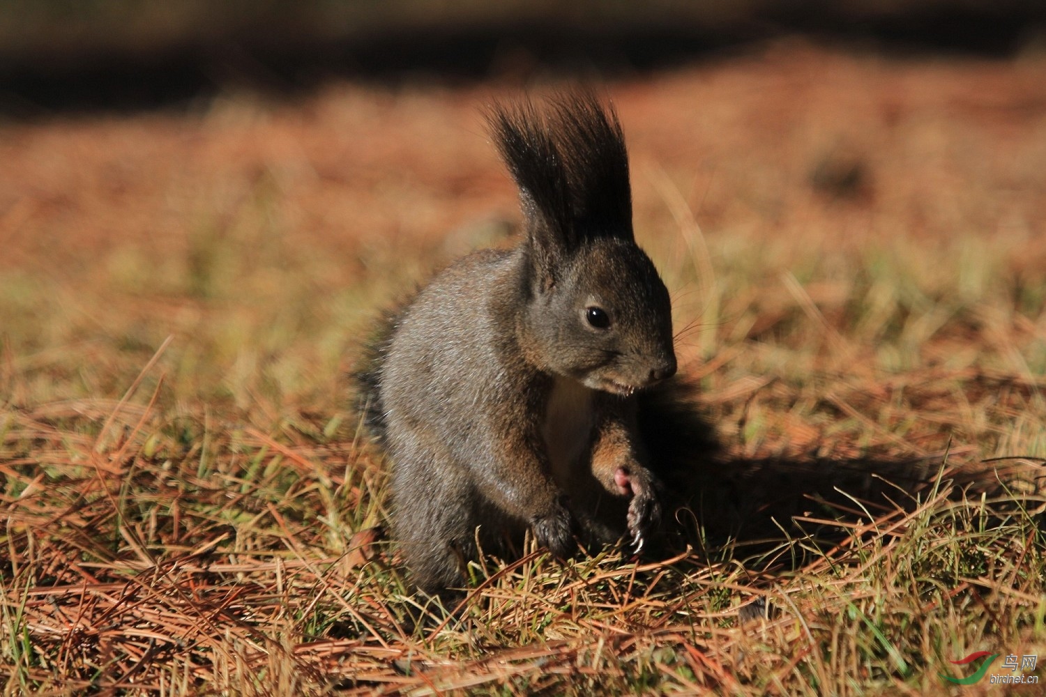 初冬松鼠