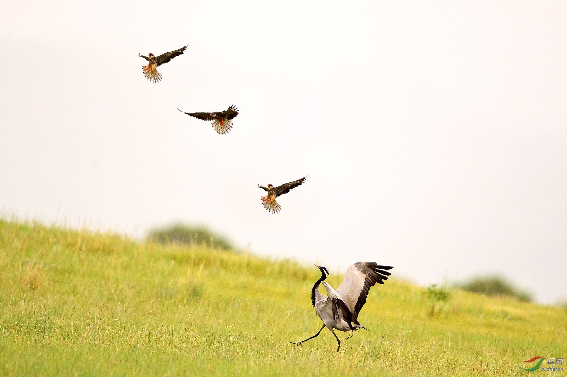 LYK_8493 ����.jpg