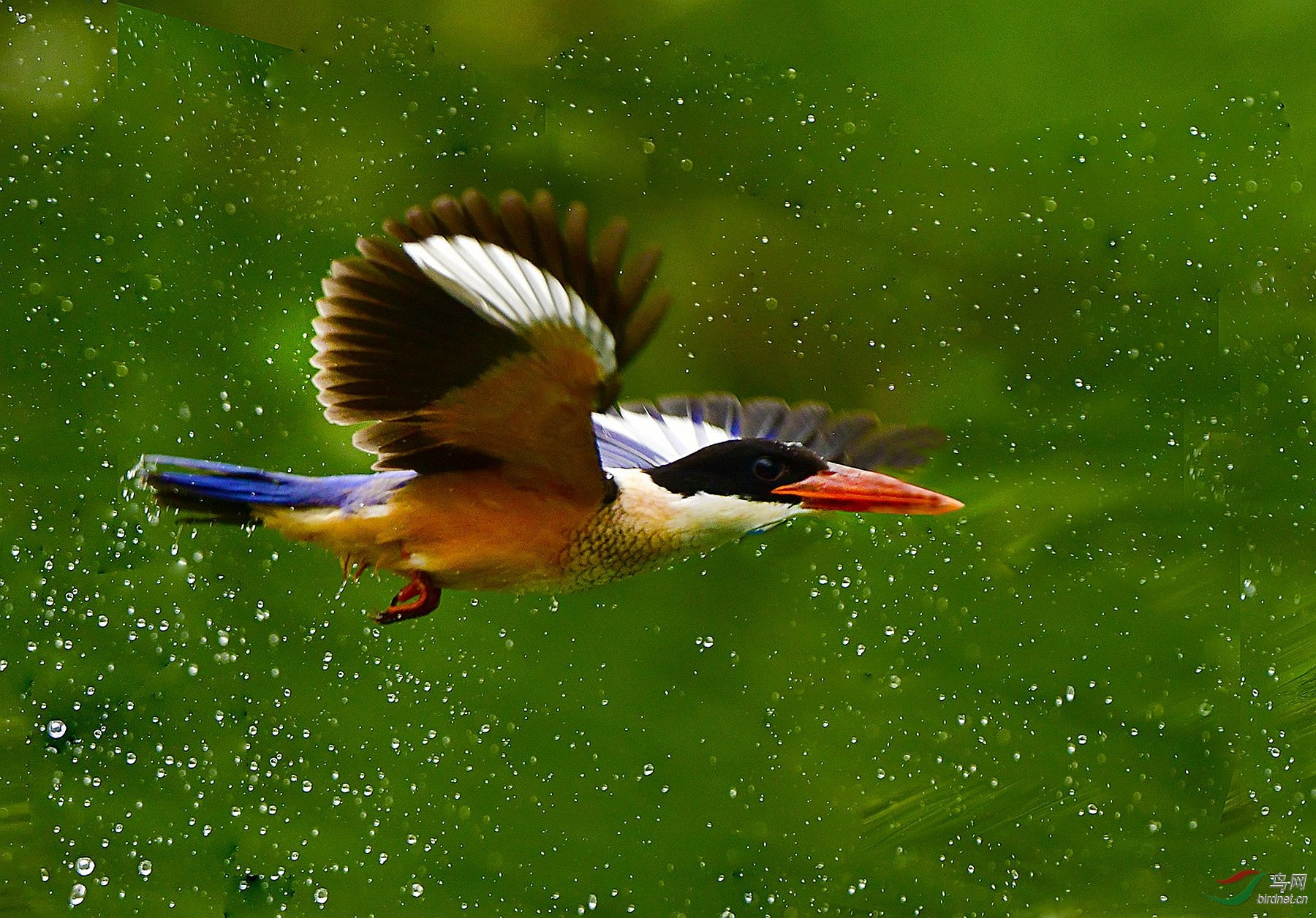 �����   ������_����.jpg