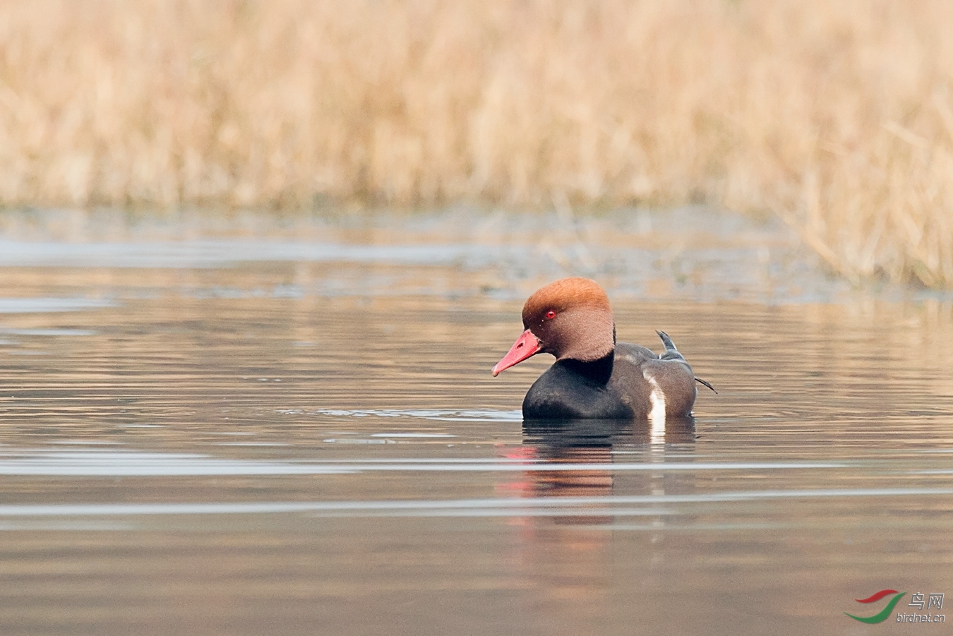 1 - ����.jpg