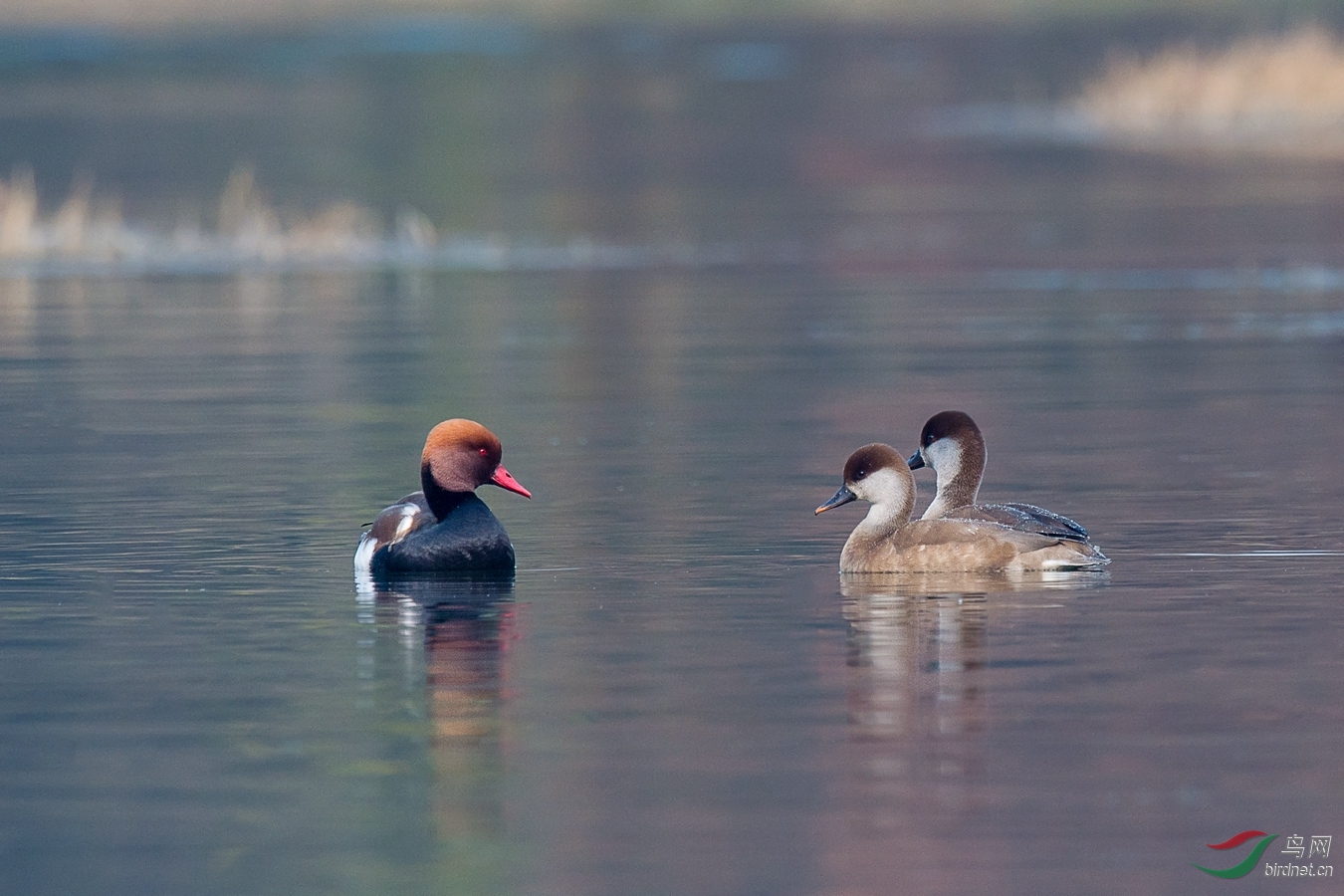 3 - ����.jpg