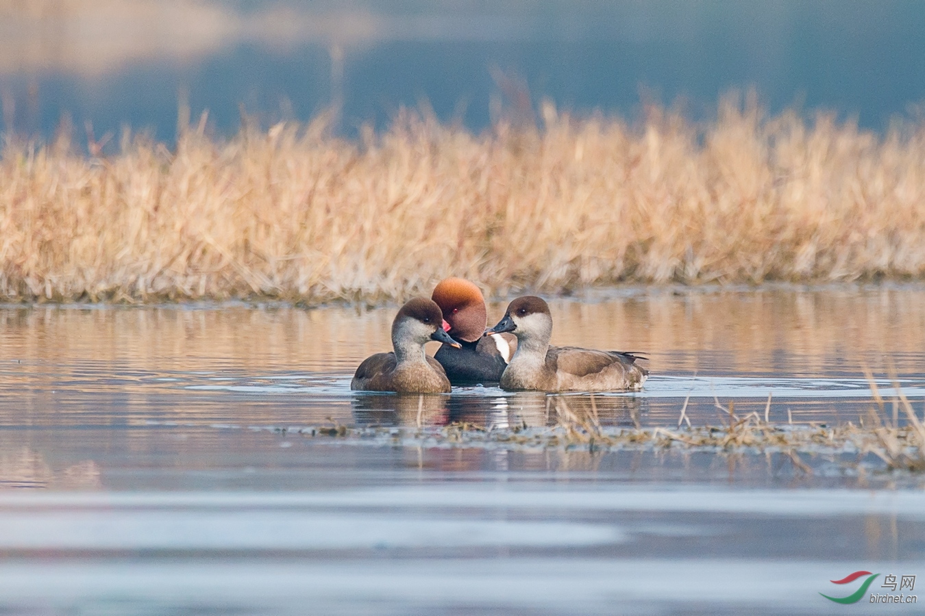 5 - ����.jpg